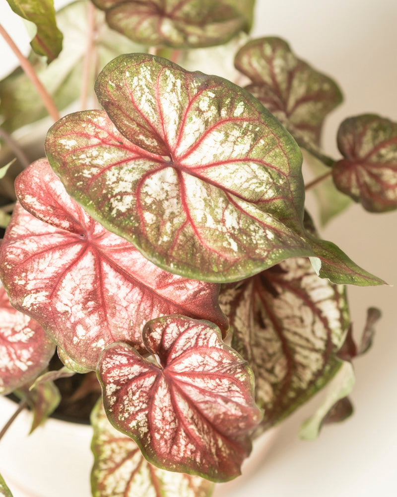 feey-variado-caladium-bicolor-zimmerpflanze-bunte-bl-tter image 2