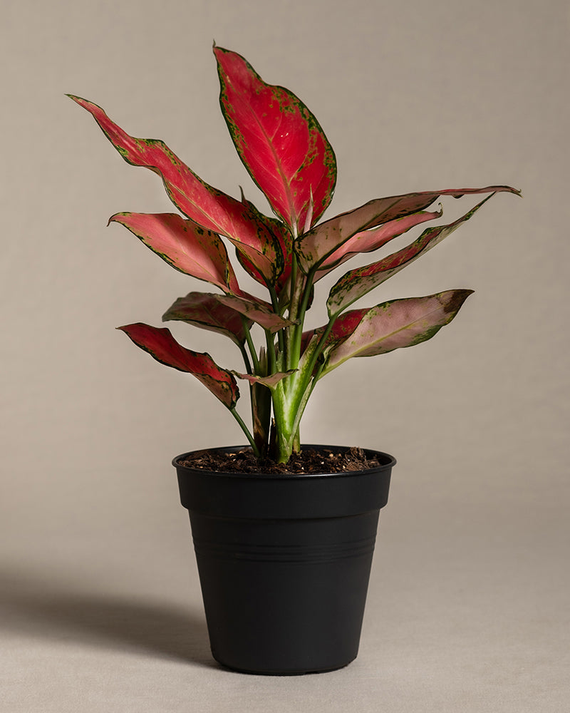 feey-aglaonema-cherry-baby-zimmerpflanze-klein-rot image 3