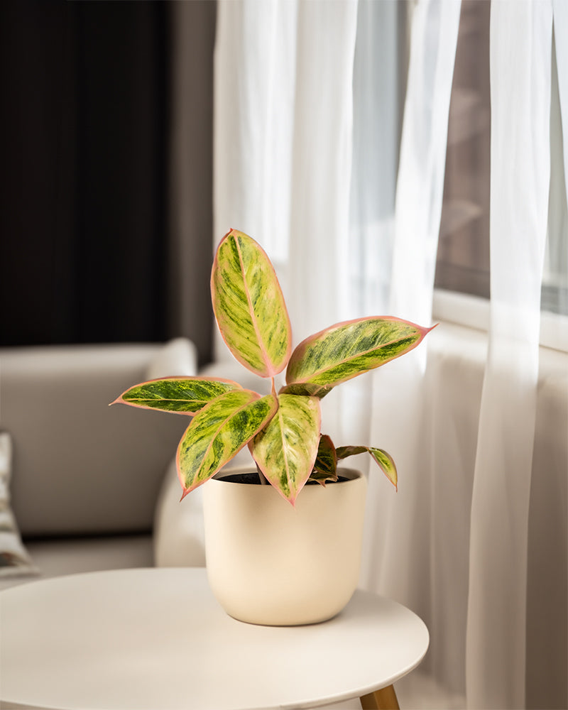 feey-variado-aglaonema-salmon-fantasy-zimmerpflanze-bunte-bl-tter image 4
