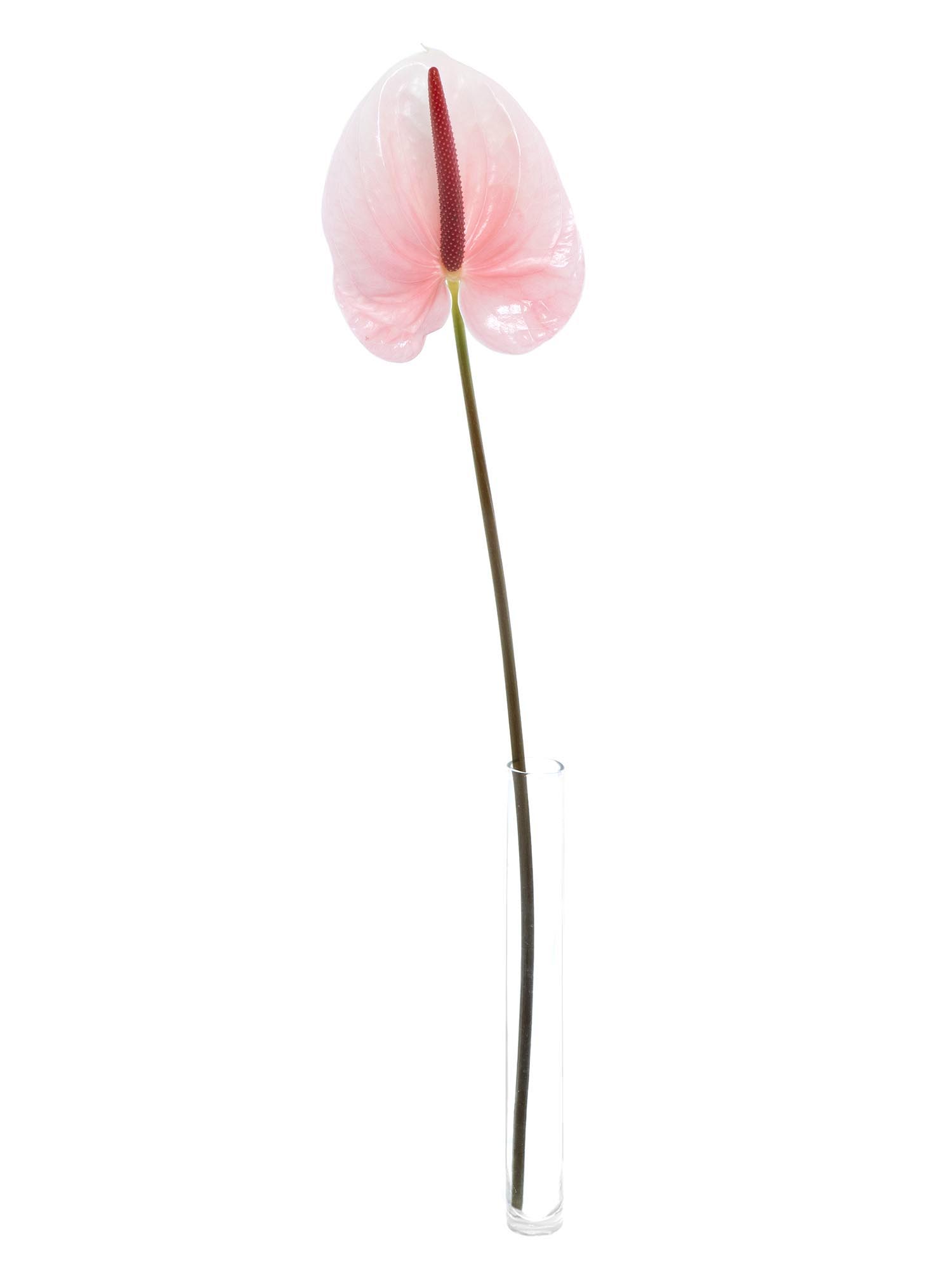 blumigo-anthurie-lunette-schnittblume-rosa-pink image 3