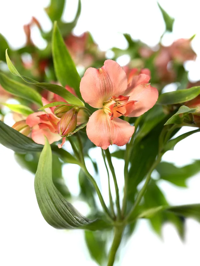 blumigo-alstromerien-florinca-giovanna-apricot-rosa-stiel image 1
