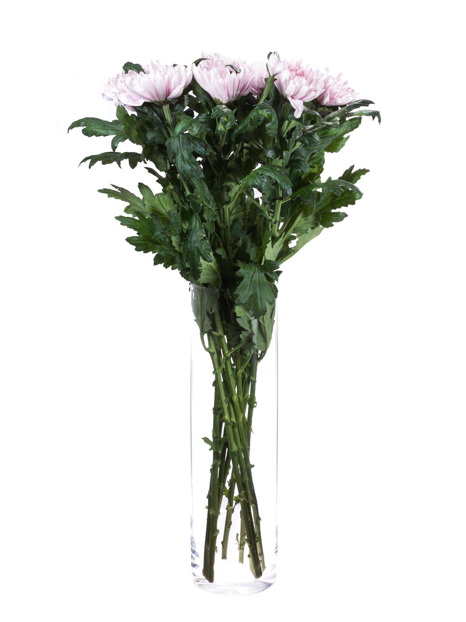 blumigo-chrysanthemen-rossano-schnittblumen-hellrosa image 2