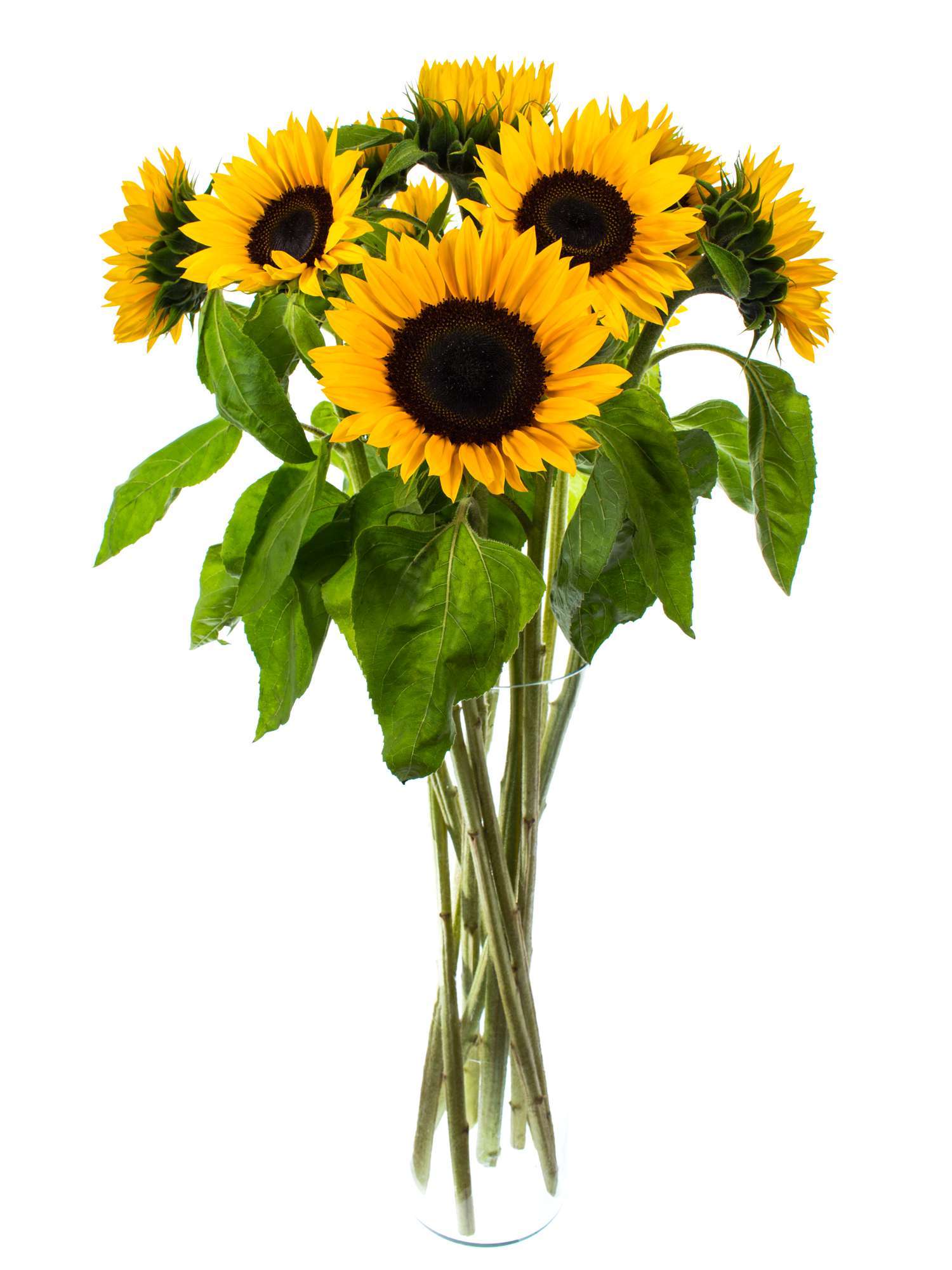 blumigo-sonnenblumen-sunrich-orange-schnittblume-orange image 2