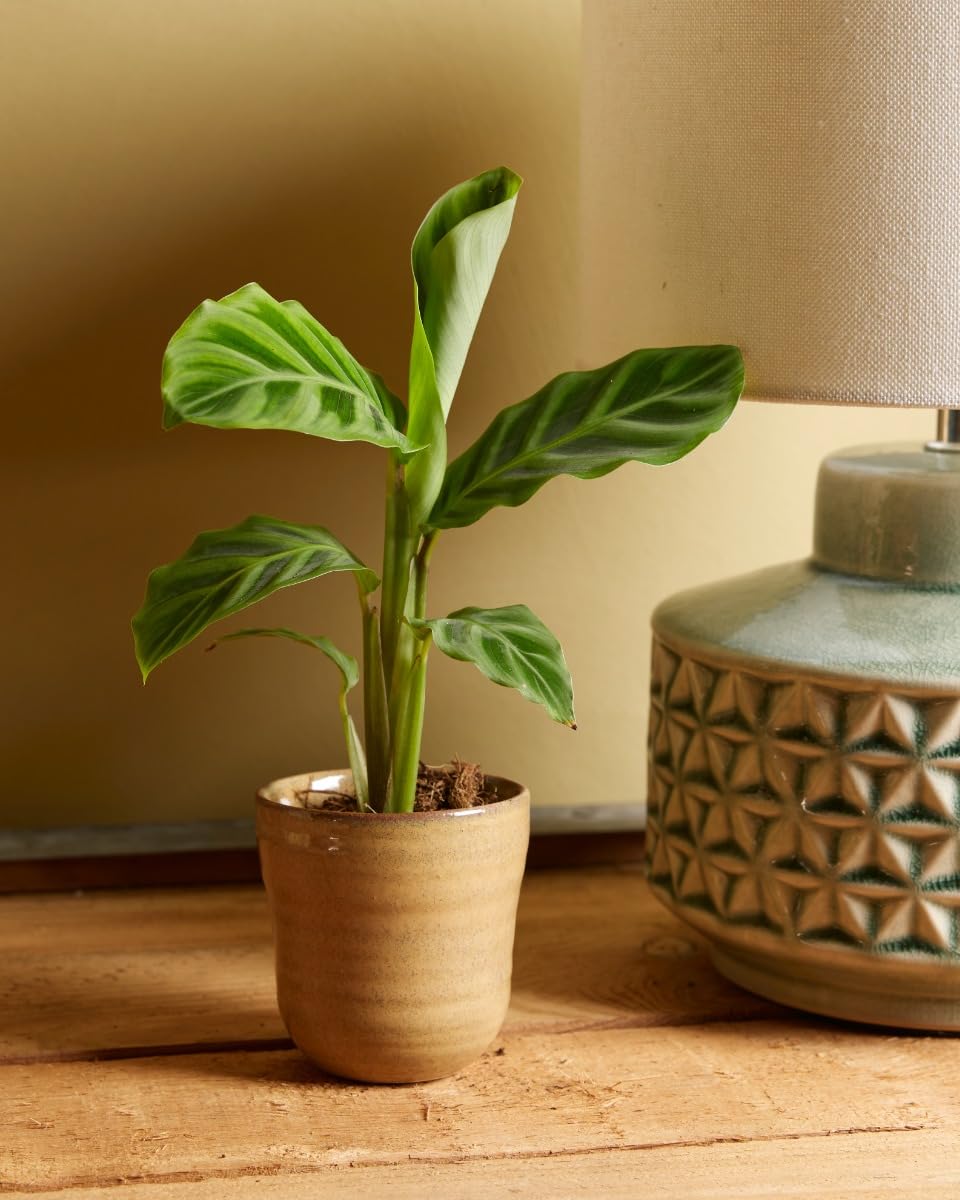 plnts-babyplnts-calathea-zebrina-zimmerpflanze-15-cm-gebetspflanze image 5