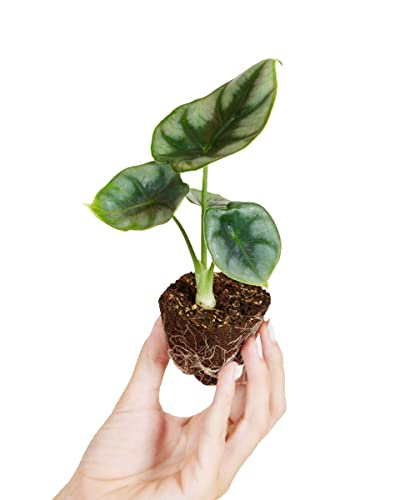 plnts-baby-alocasia-reversa-zimmerpflanze-10-cm-gemustert image 7
