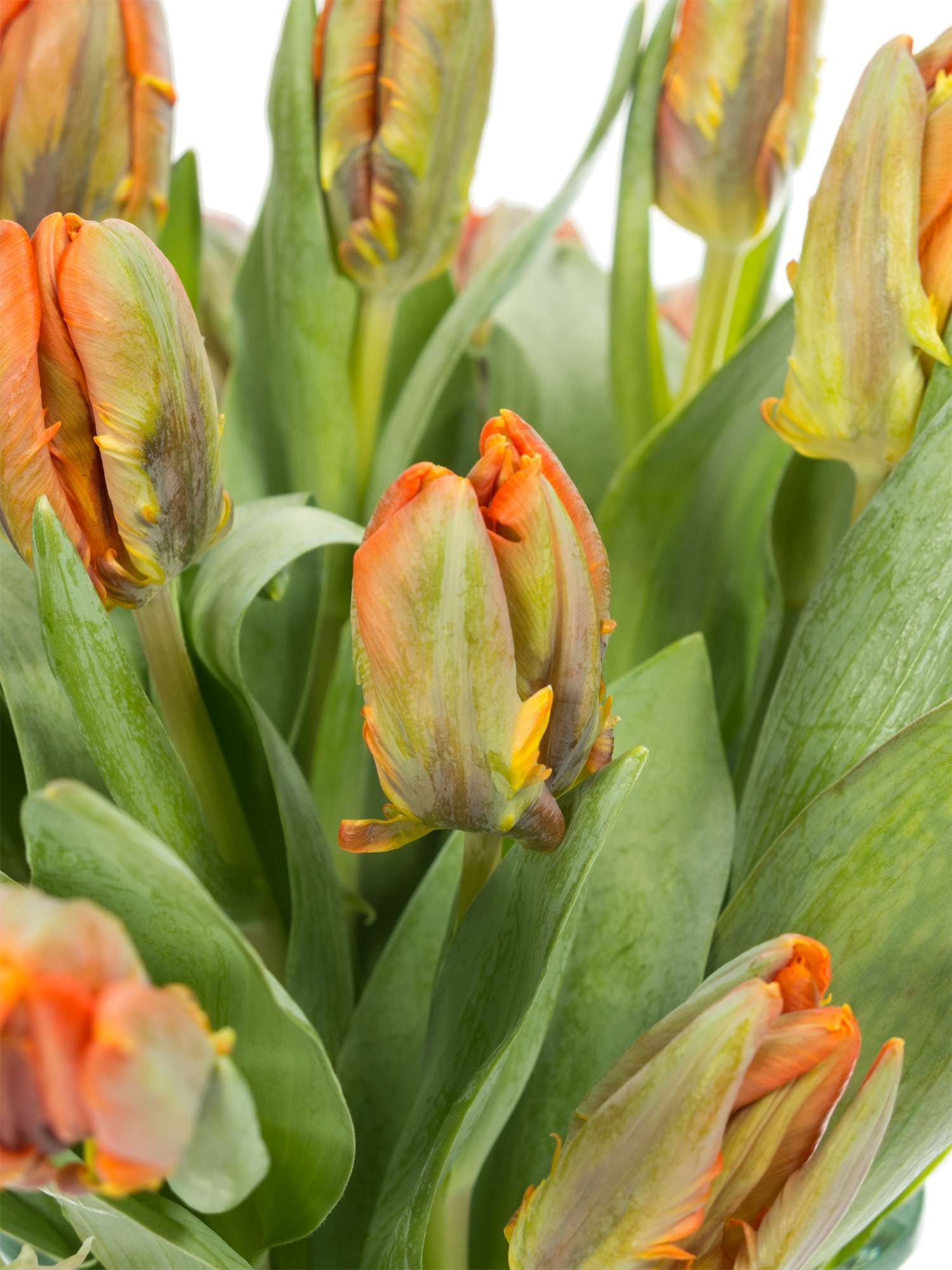 blumigo-tulpen-irene-parrot-papagei-schnittblume-orange-st-ck image 1