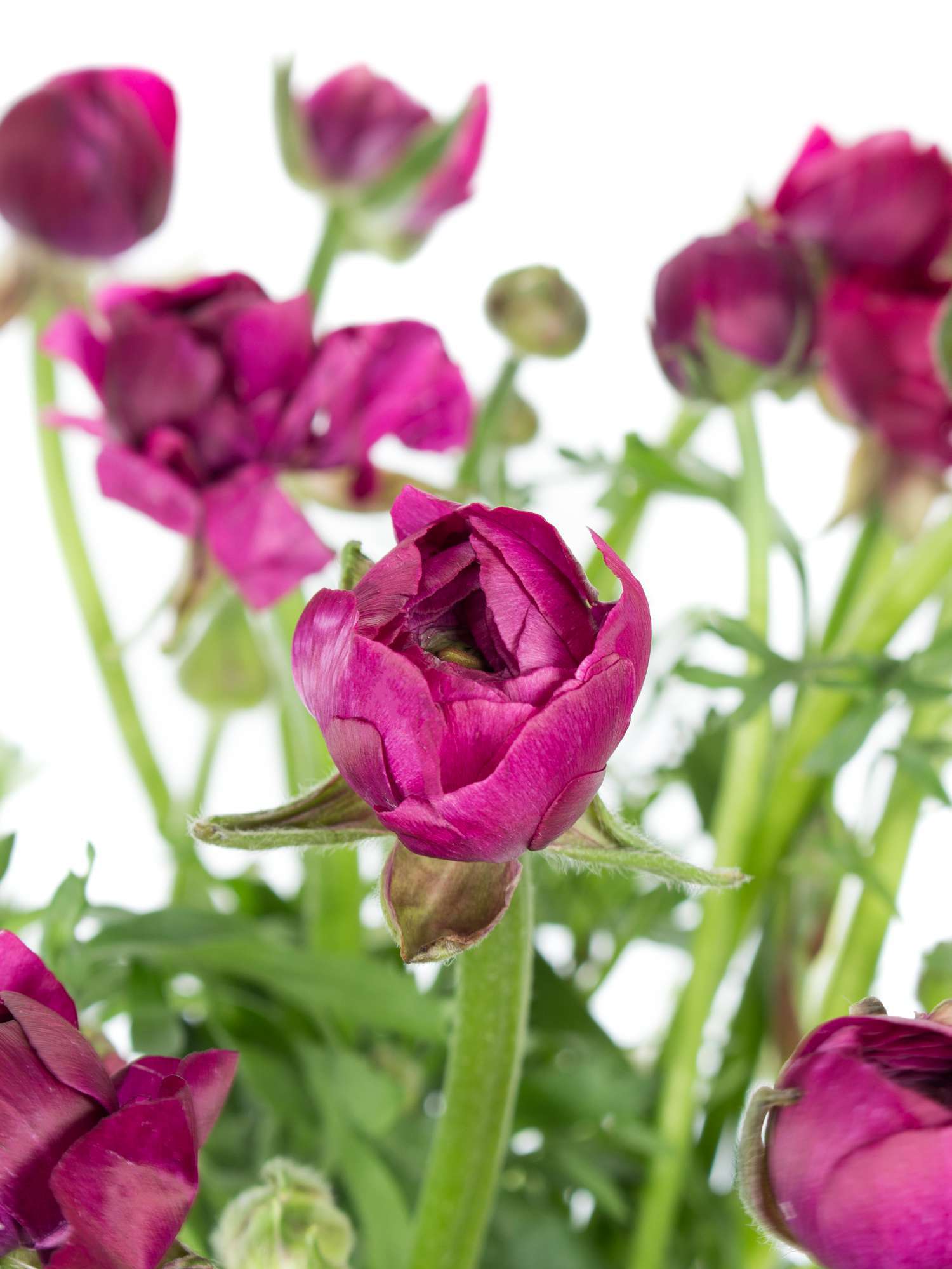 blumigo-ranunkeln-pauline-violett-schnittblume-dunkelviolett image 1