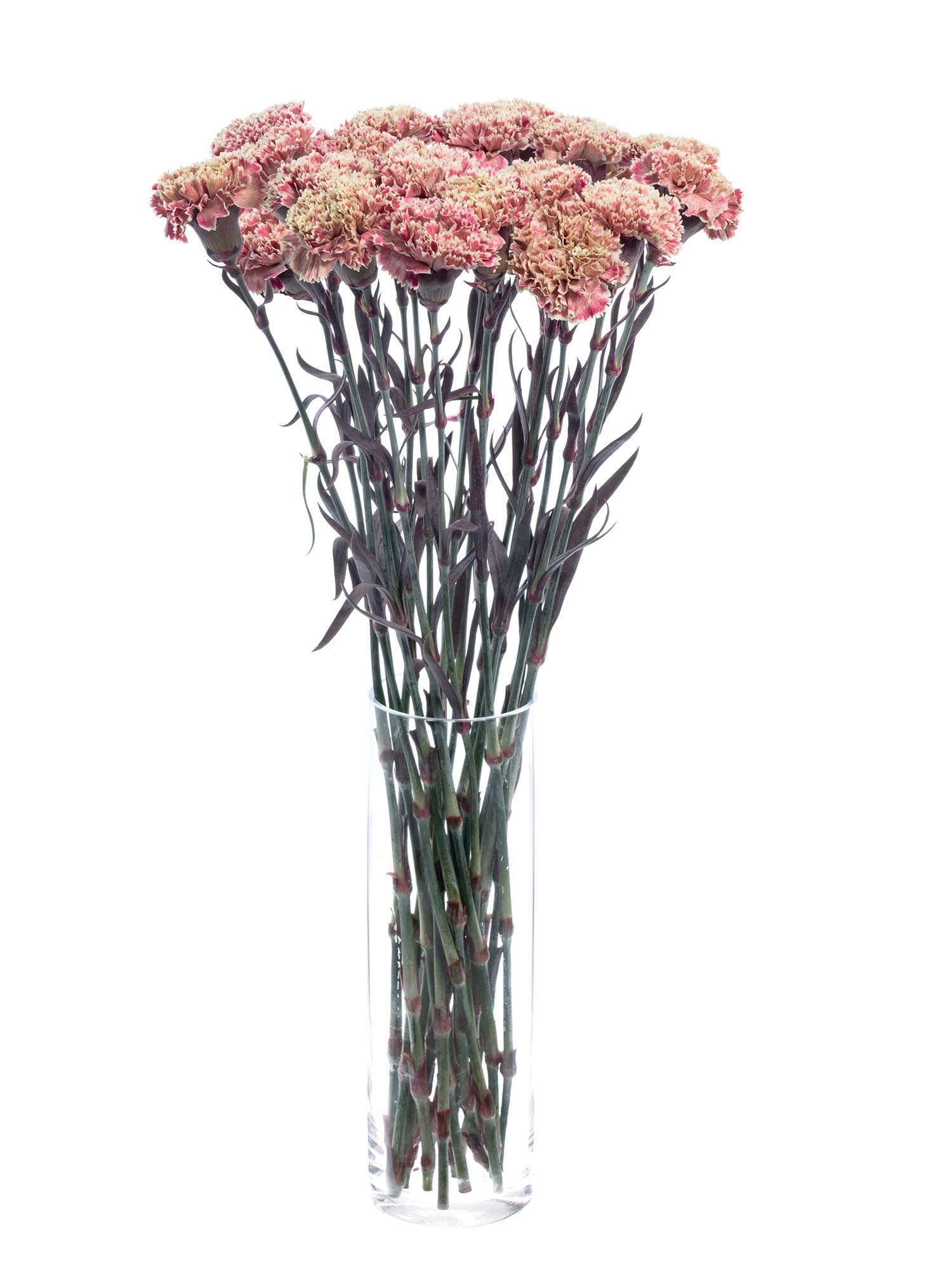 blumigo-nelken-pretty-pink-edelnelke-pink-creme image 2