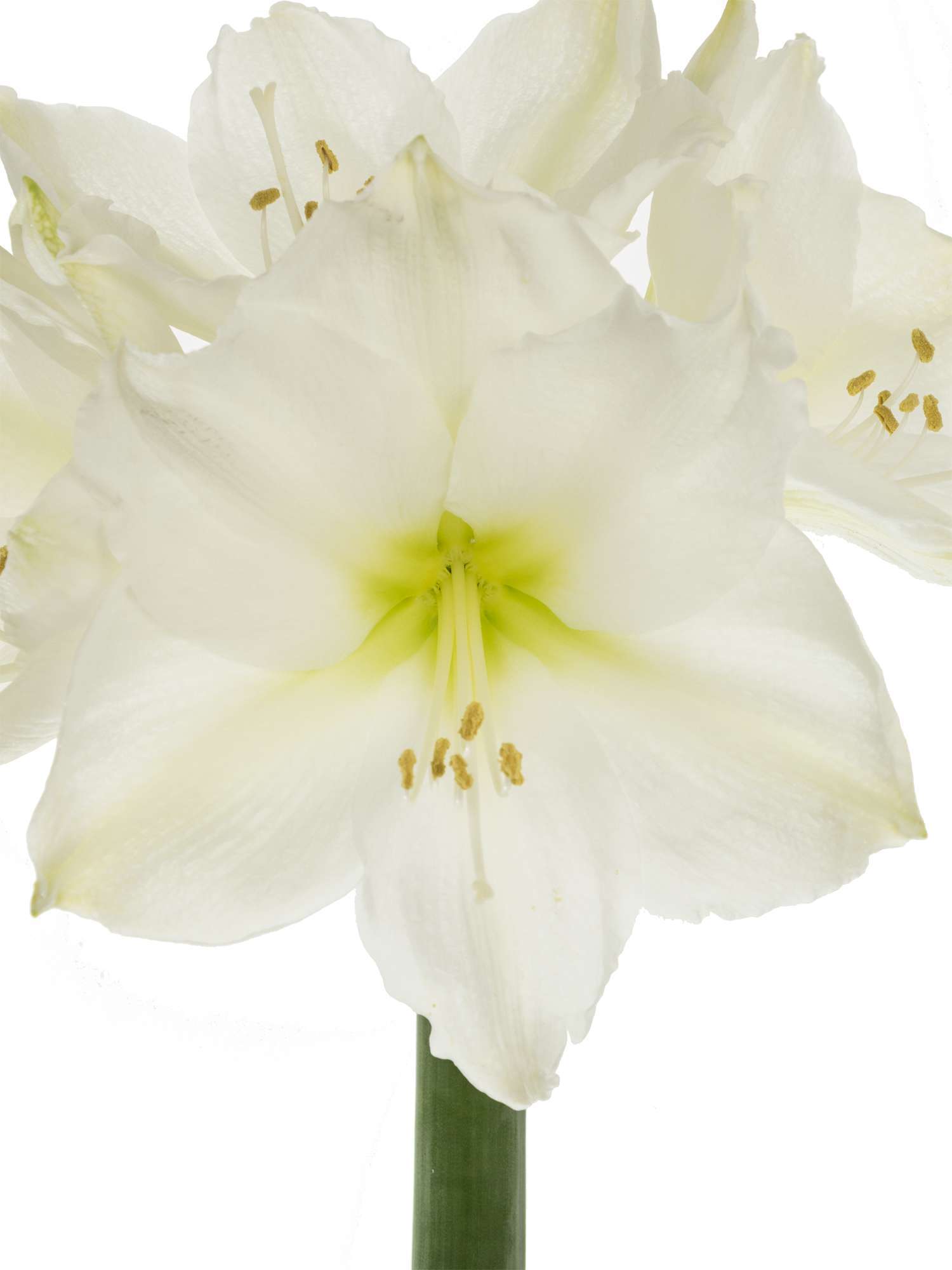 blumigo-amaryllis-christmas-gift-schnittblume-wei image 1