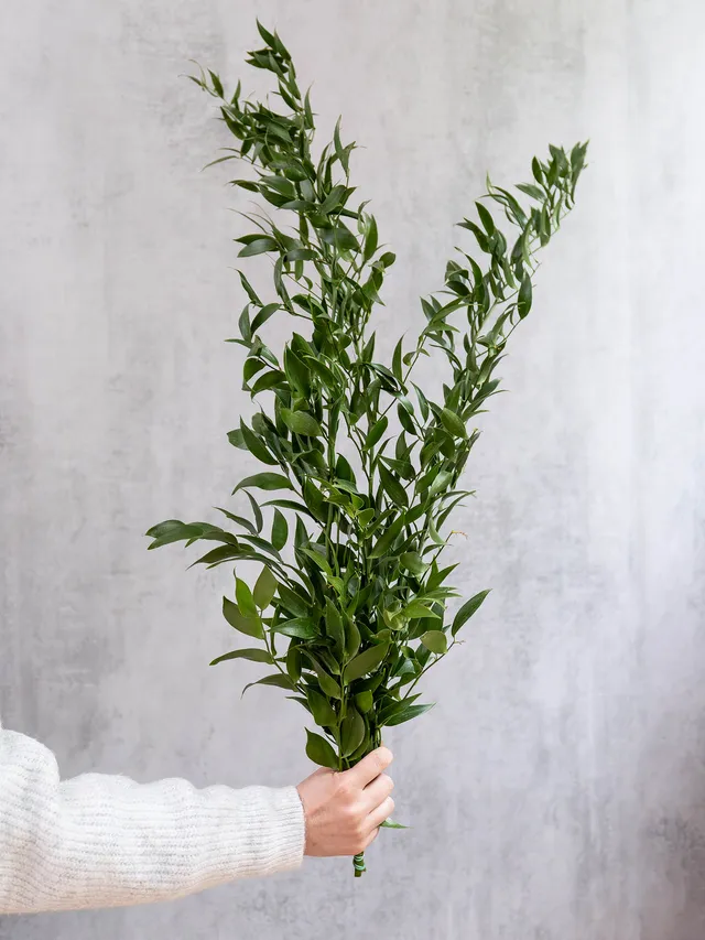 blumigo-italian-ruscus-bindegr-n-gr-n-schnittgr-n image 1