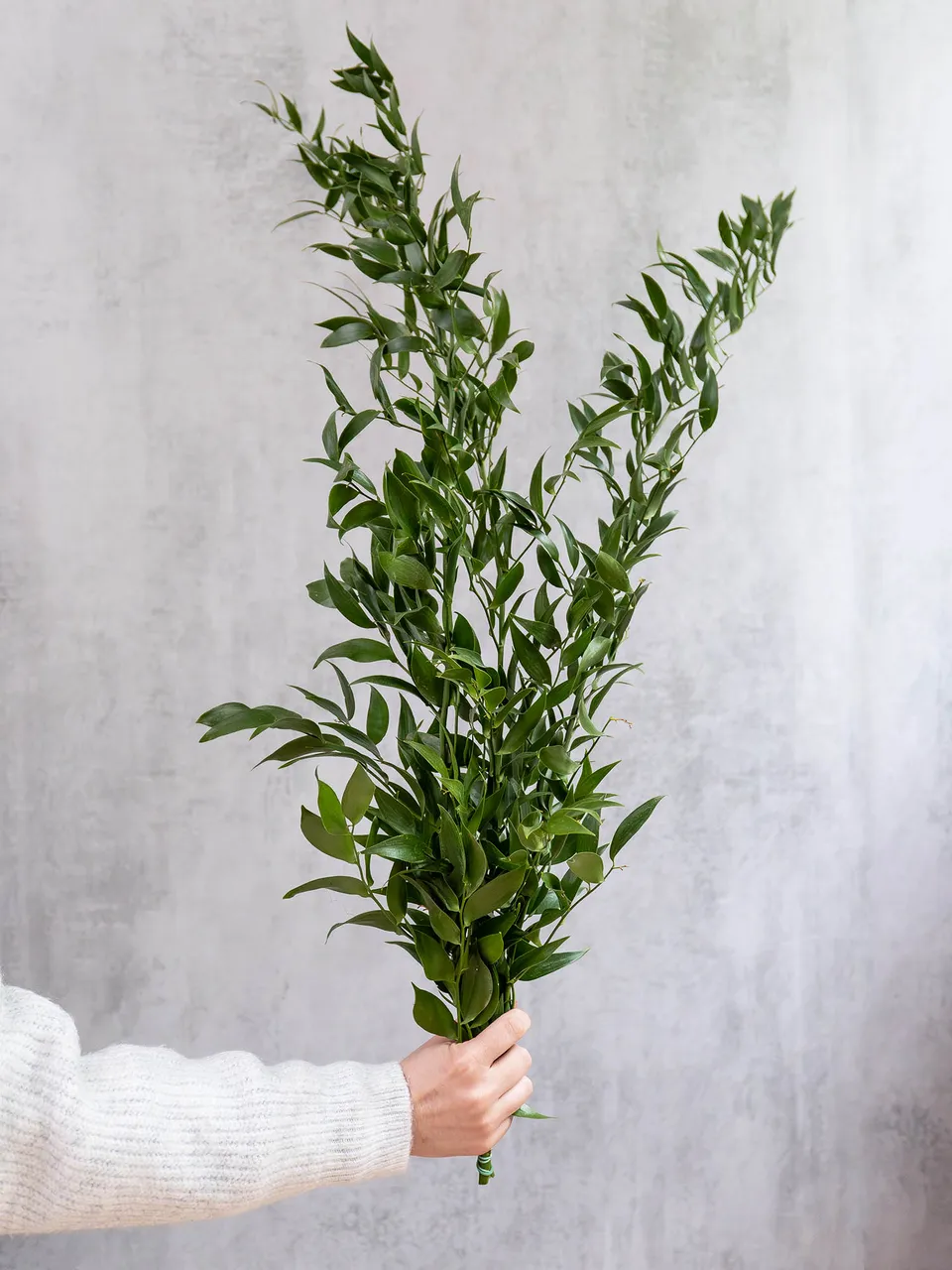 blumigo-italian-ruscus-bindegr-n-gr-n-schnittgr-n image 1