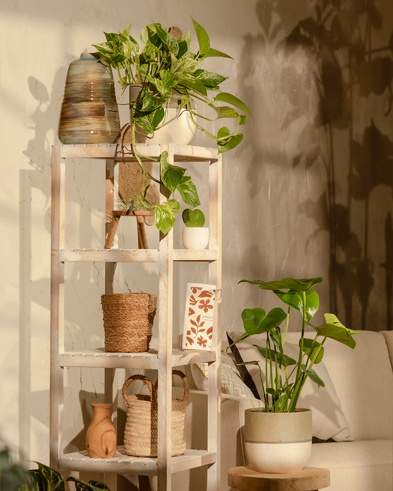 feey-variado-me-time-bundle-zimmerpflanzenset-monstera-efeutute image 4