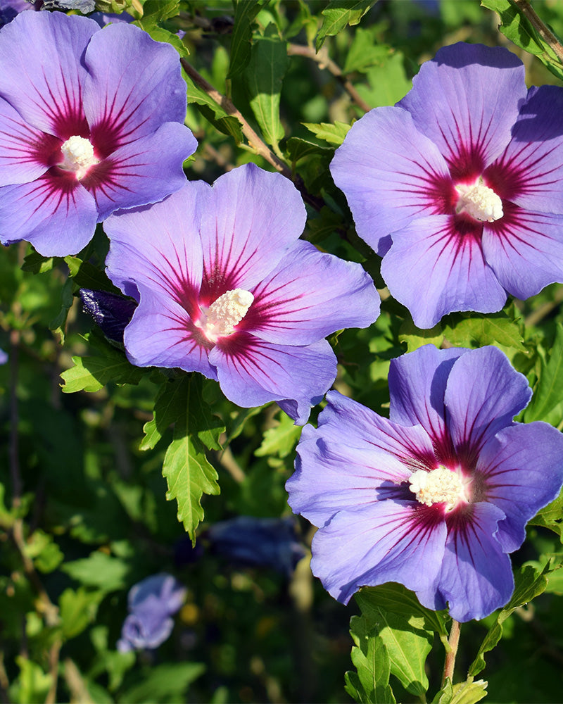 feey-amsterdam-blauer-hibiskus-gartenpflanze-ohne-topf-winterhart image 2