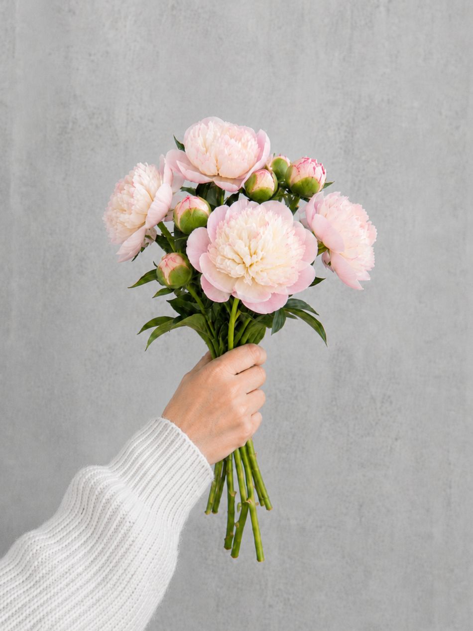 blumigo-pfingstrosen-alba-plena-rosa-wei-schnittblumen image 2