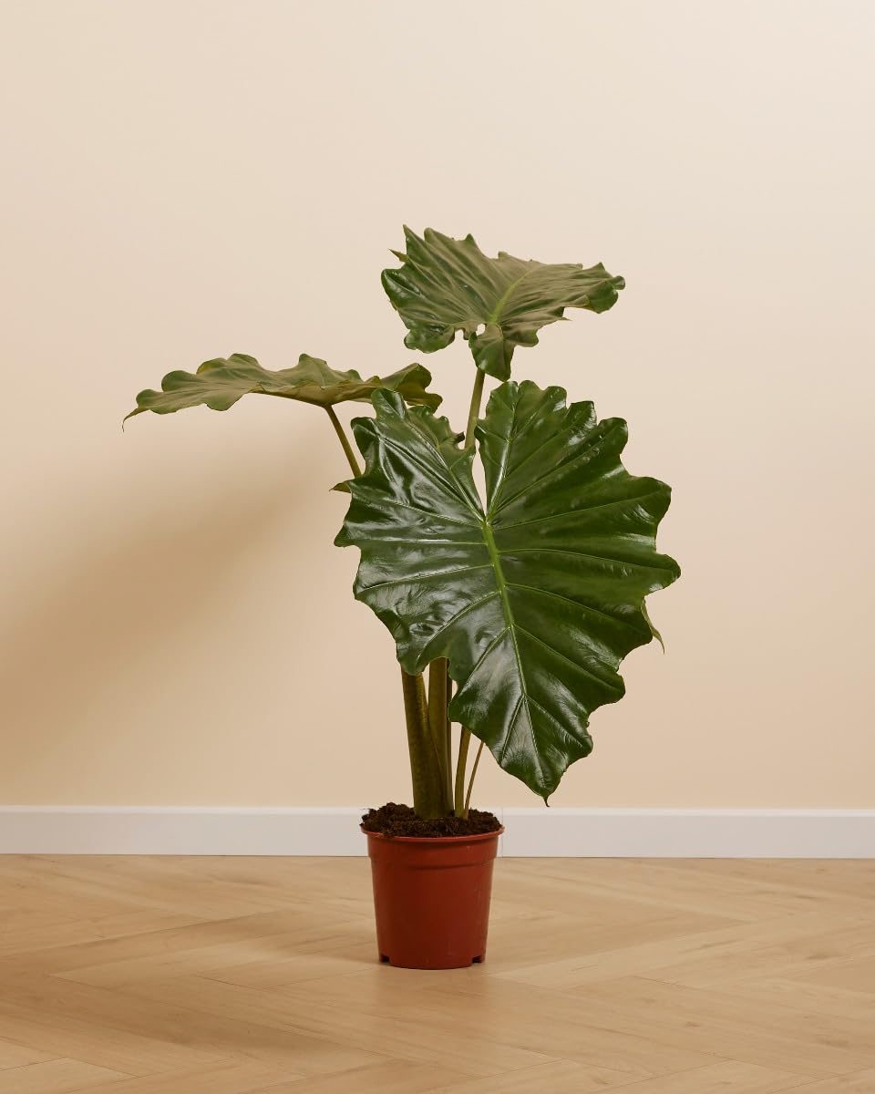 plnts-rareplnts-alocasia-portodora-zimmerpflanze-70-cm-gr-n image 2