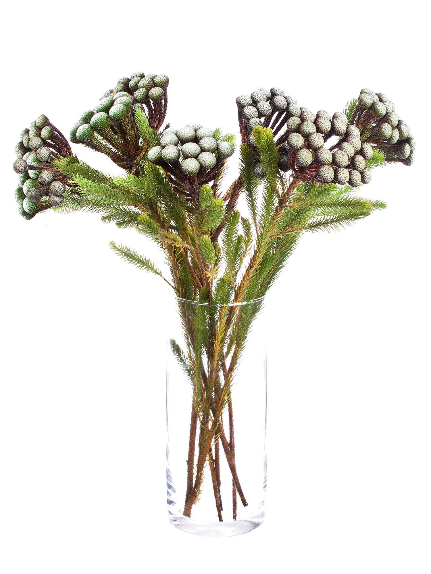 blumigo-brunia-albiflora-bindegr-n-silber-wei image 2