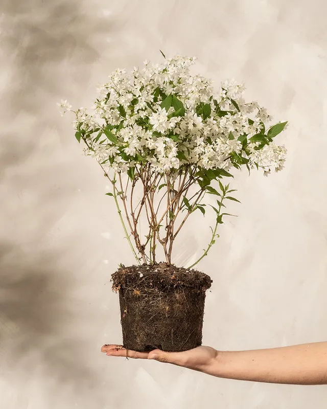 feey-amsterdam-deutzia-gracilis-bl-tenstrauch-ohne-topf image 1