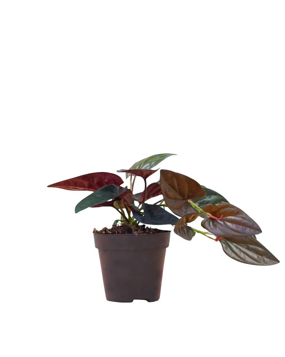plnts-rareplnts-syngonium-red-arrow-purpurtute-12cm image 1