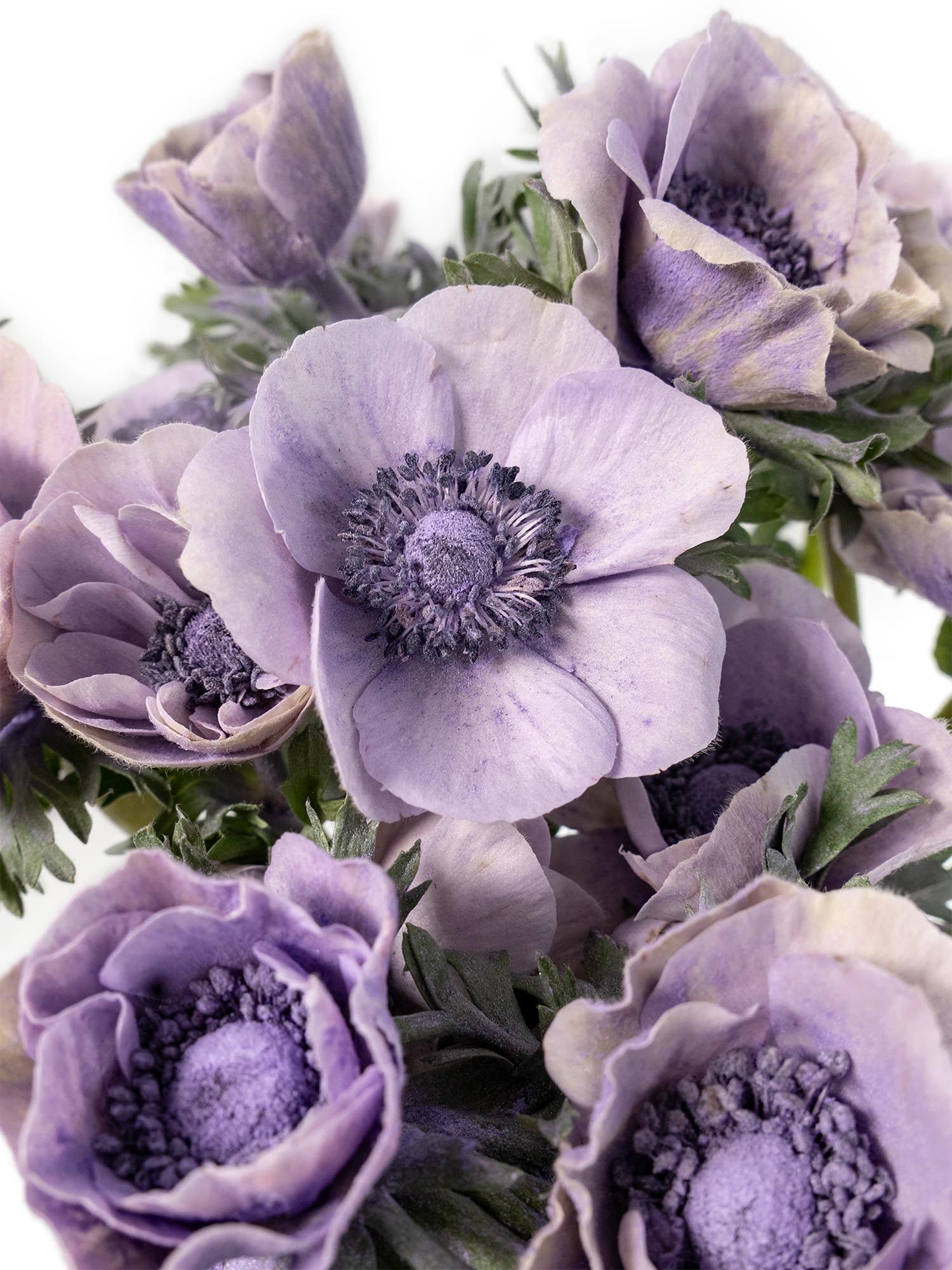 blumigo-anemonen-mistral-powder-lavendel-xl-hellviolett image 1