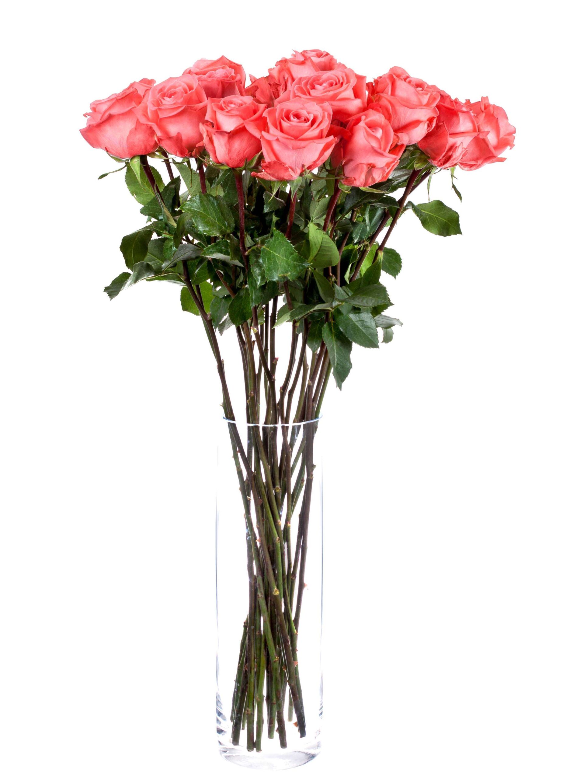 blumigo-rosen-sankara-rose-korall image 2