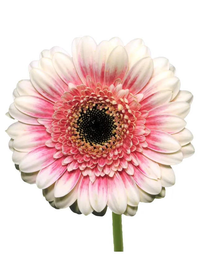 blumigo-gerbera-lucia-mini-gerbera-rosa-wei-lange-haltbar image 1