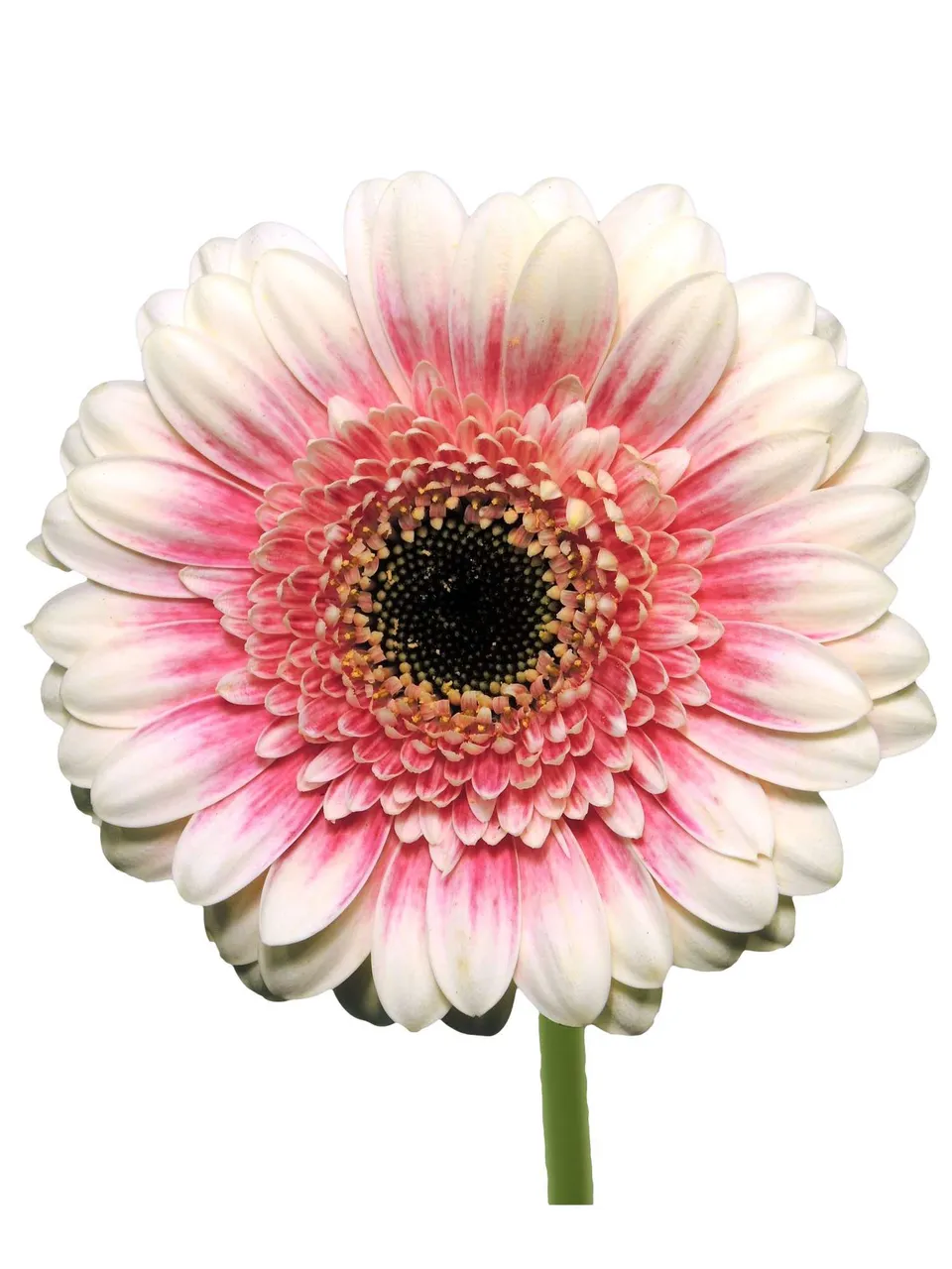blumigo-gerbera-lucia-mini-gerbera-rosa-wei-lange-haltbar image 1