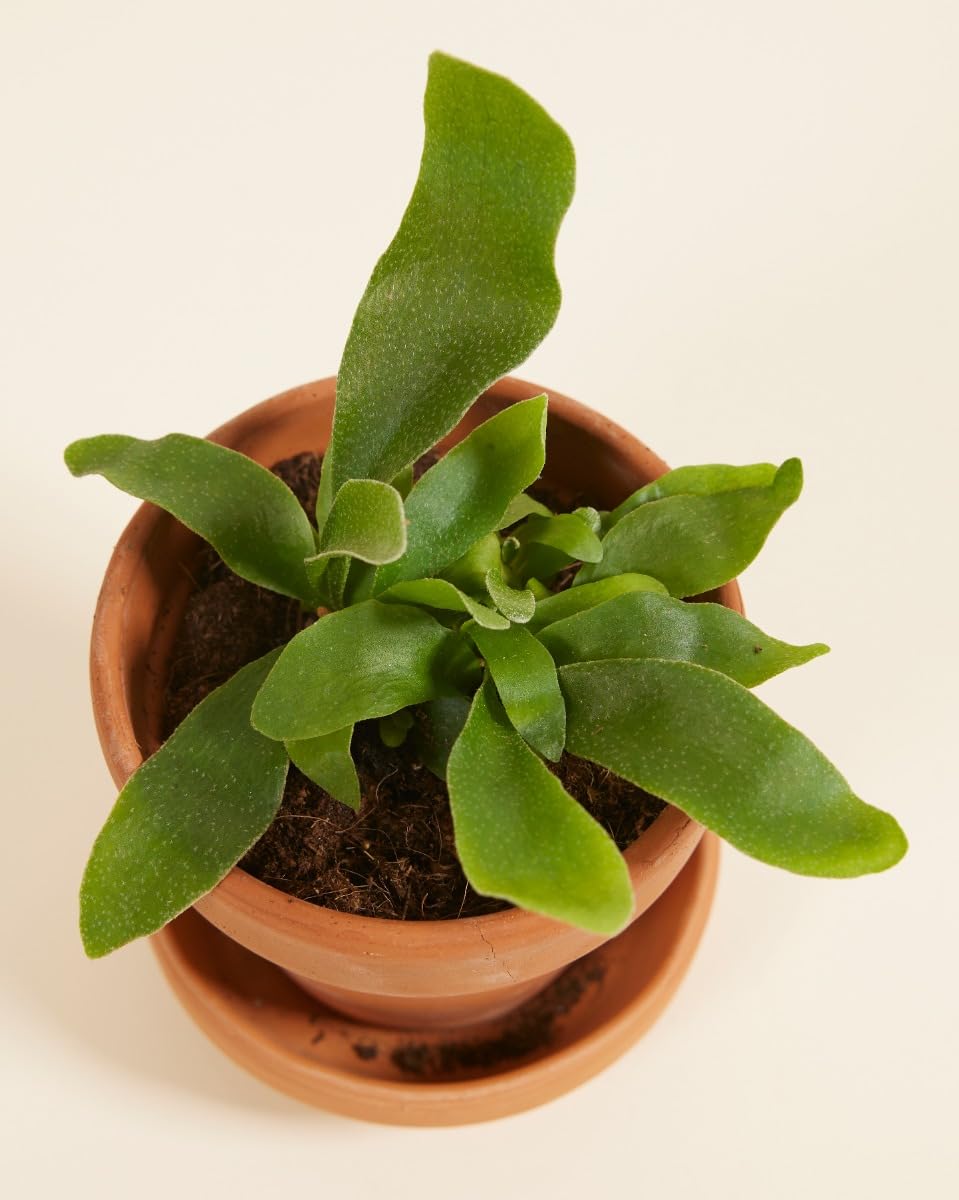 plnts-babyplnts-platycerium-bifurcatum-geweihfarn-10cm image 5