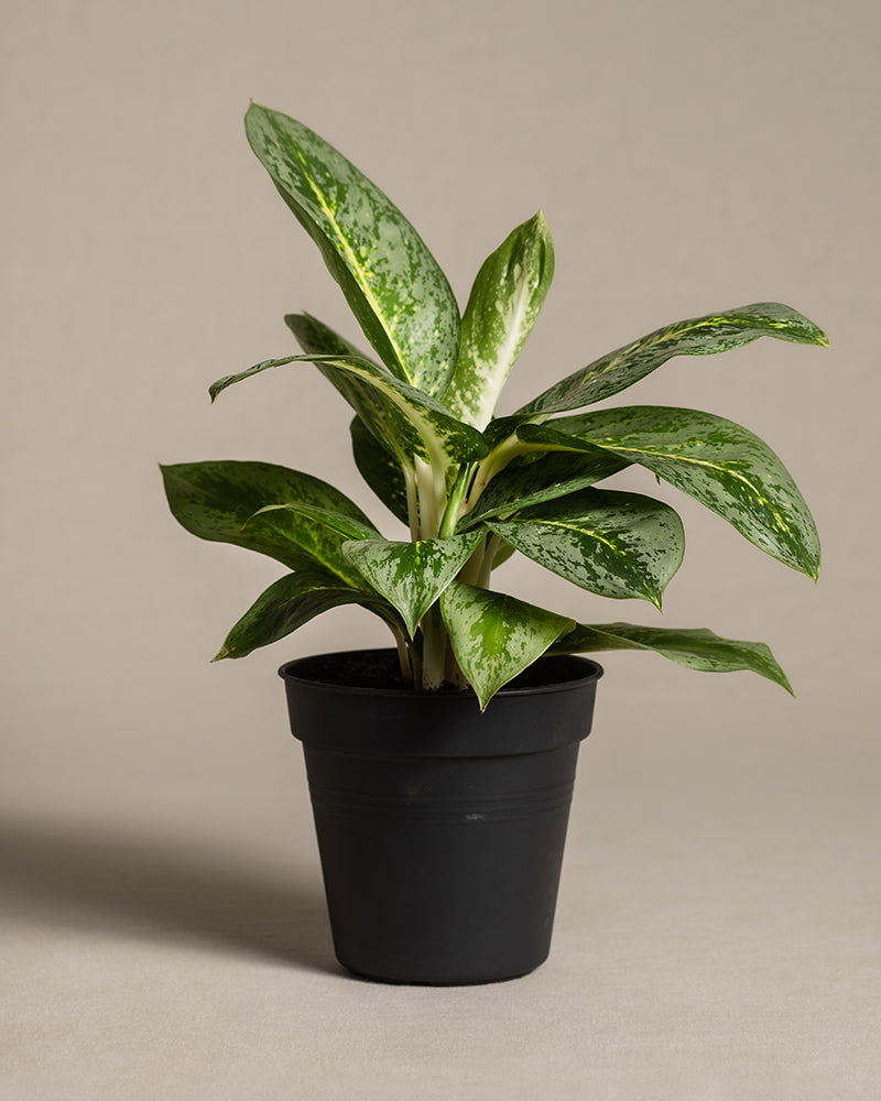feey-variado-aglaonema-lemon-mint-zimmerpflanze-o-bertopf image 3