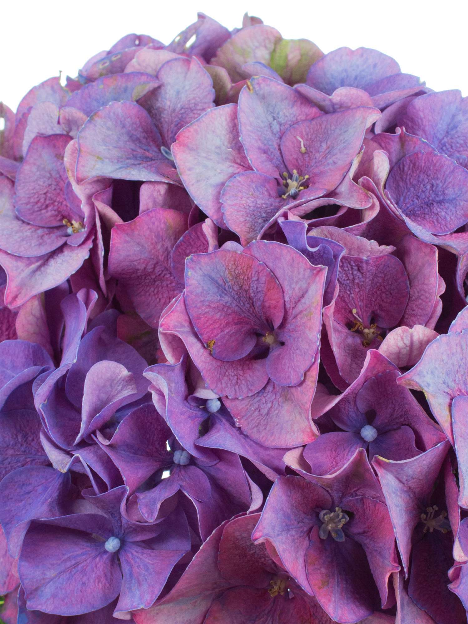 blumigo-hortensie-rodeo-schnittblumen-lila image 3