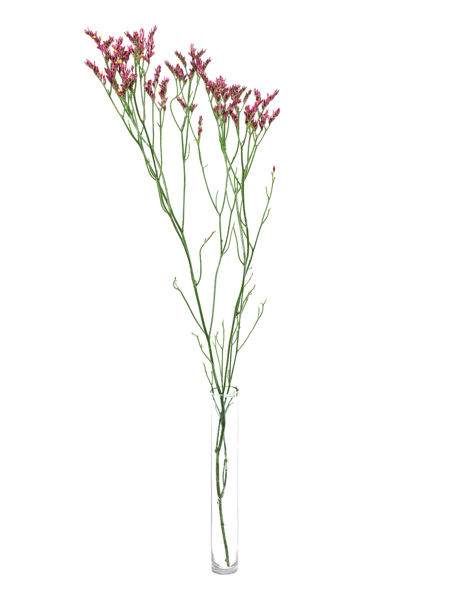 blumigo-blattwerk-strandflieder-scar-diamond-limonium-pink-gelb image 3