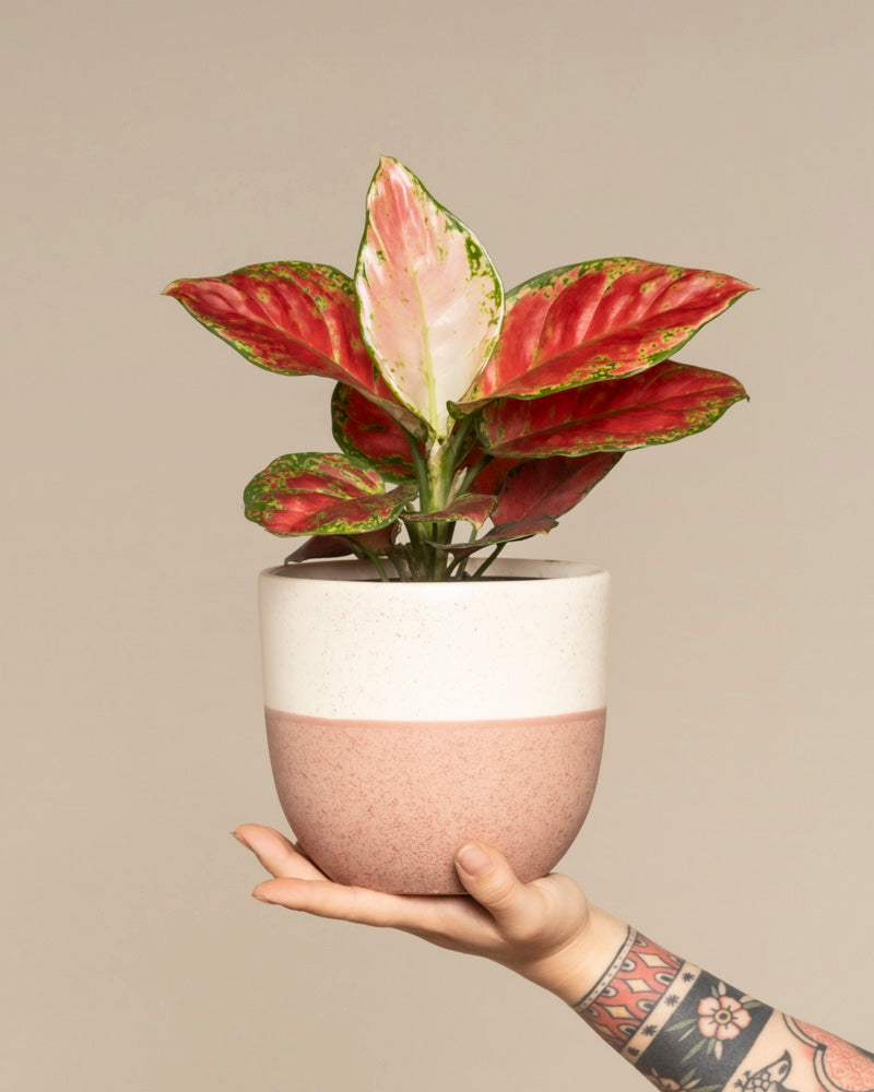 feey-variado-aglaonema-cayenne-red-ohne-bertopf-bunt image 1