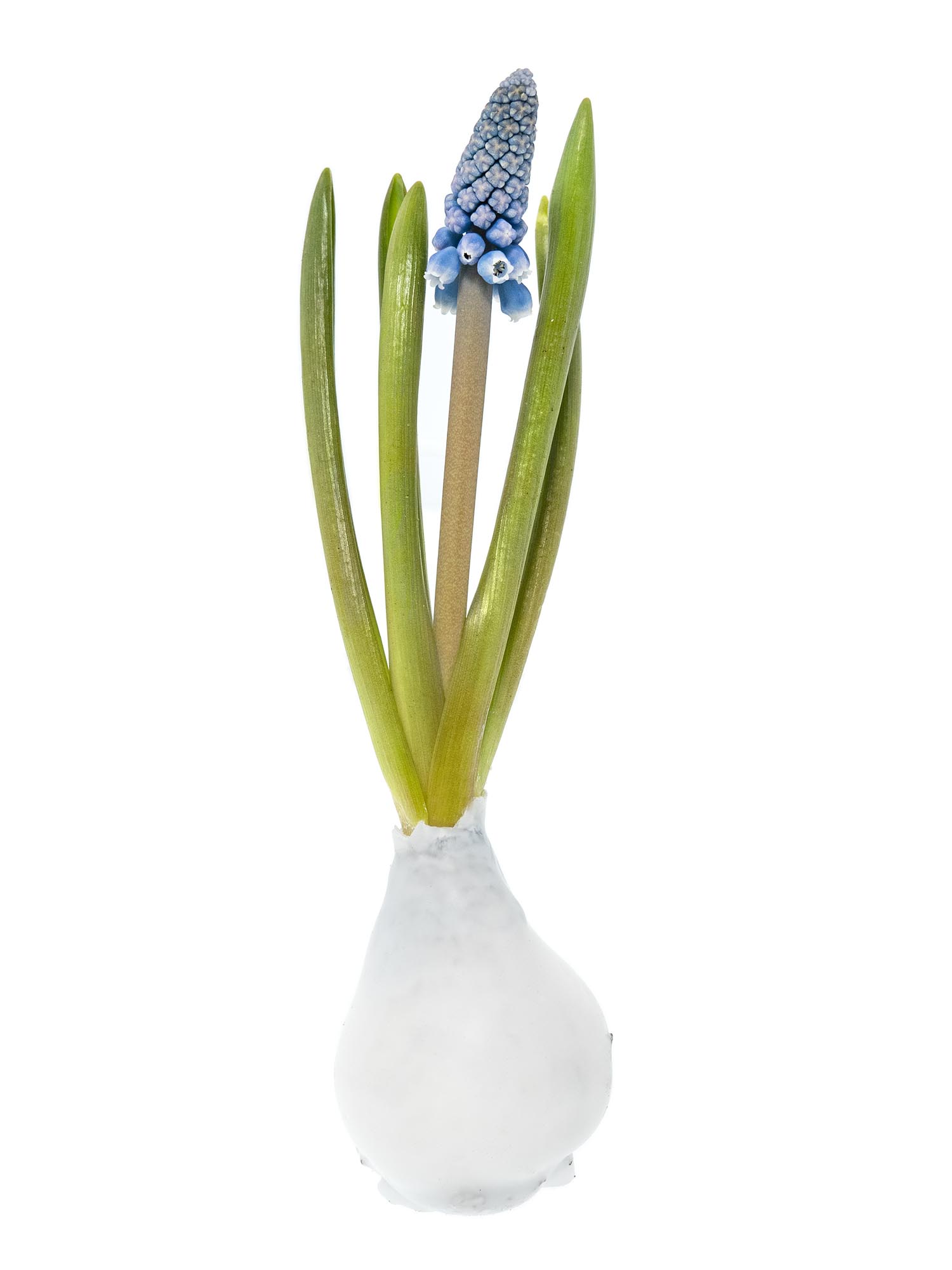 blumigo-fr-hlingsknollen-muscari-gewachst-wei-blaue-bl-te image 2