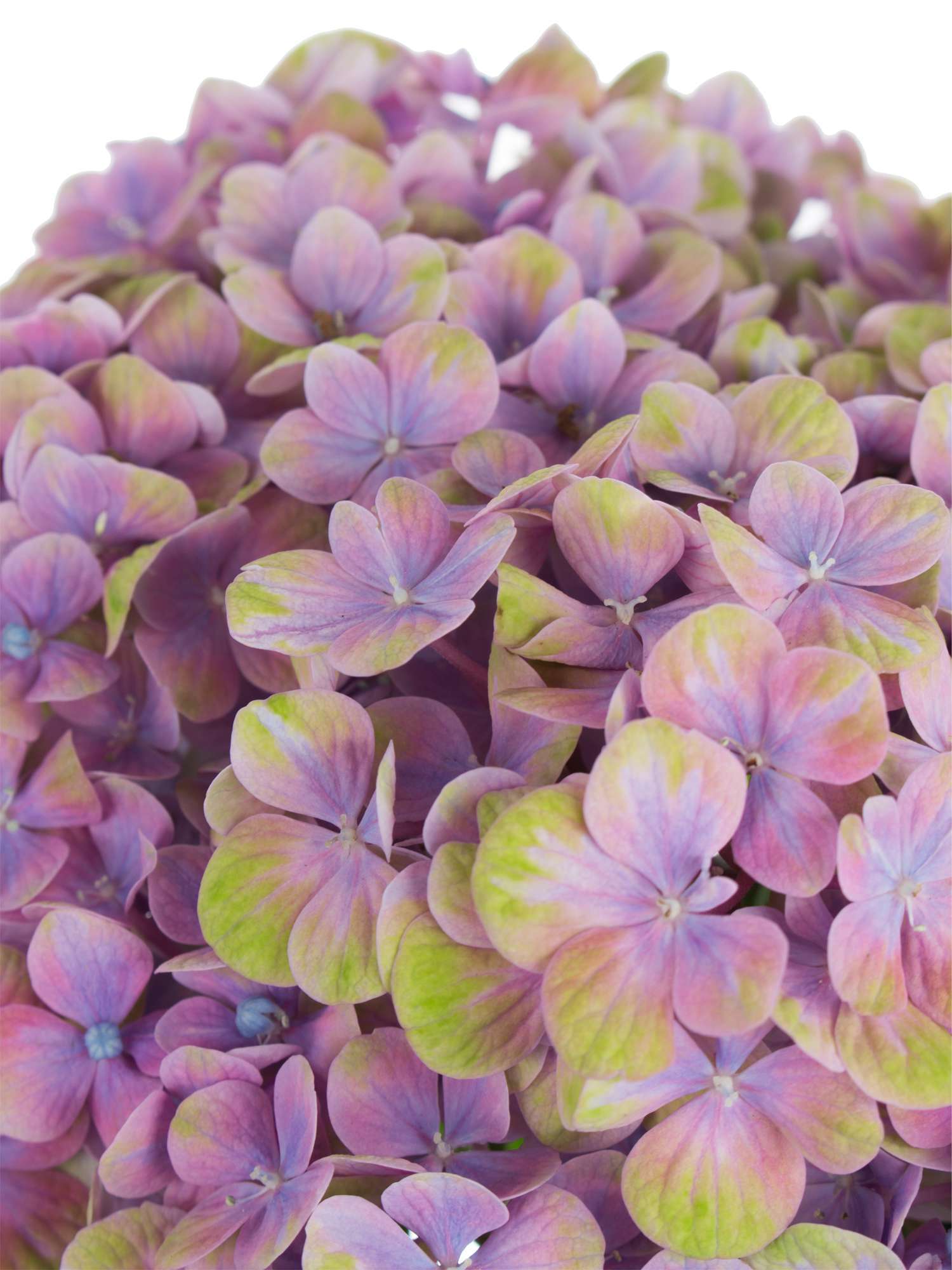 blumigo-hortensie-magical-coral-schnittblume-blau-lila-gr-n image 7