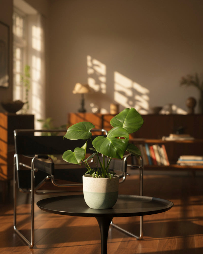 feey-variado-monstera-deliciosa-fensterblatt-ohne-bertopf-2 image 2