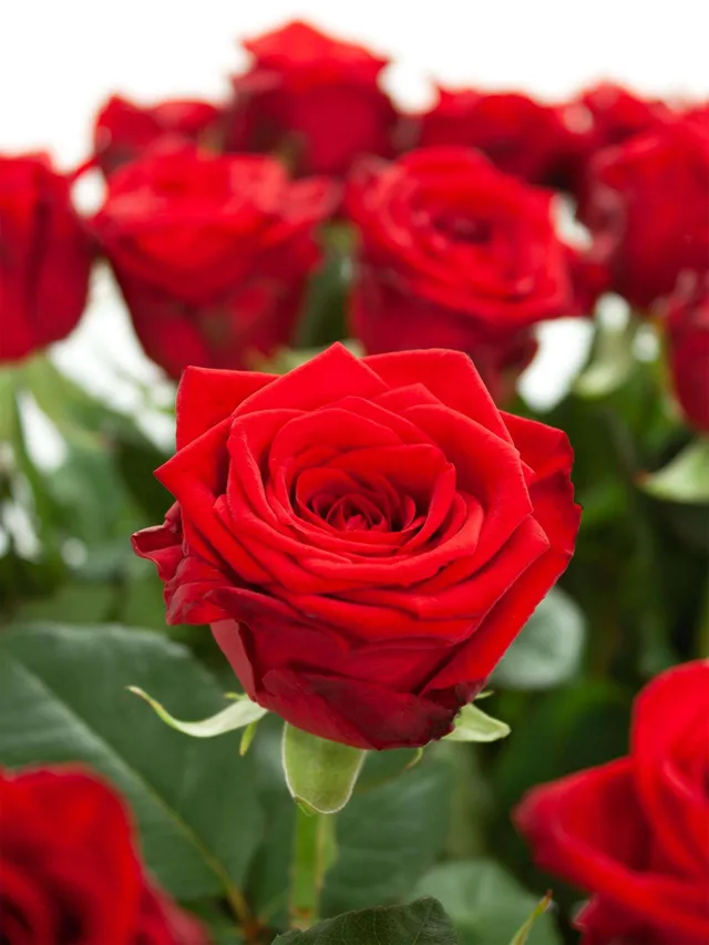 blumigo-rosen-100-rote-rosen-60-cm-lang image 1
