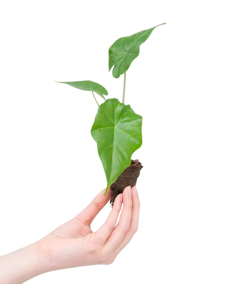 plnts-babyplnts-alocasia-portodora-zimmerpflanze-20-cm-gr-n image 1