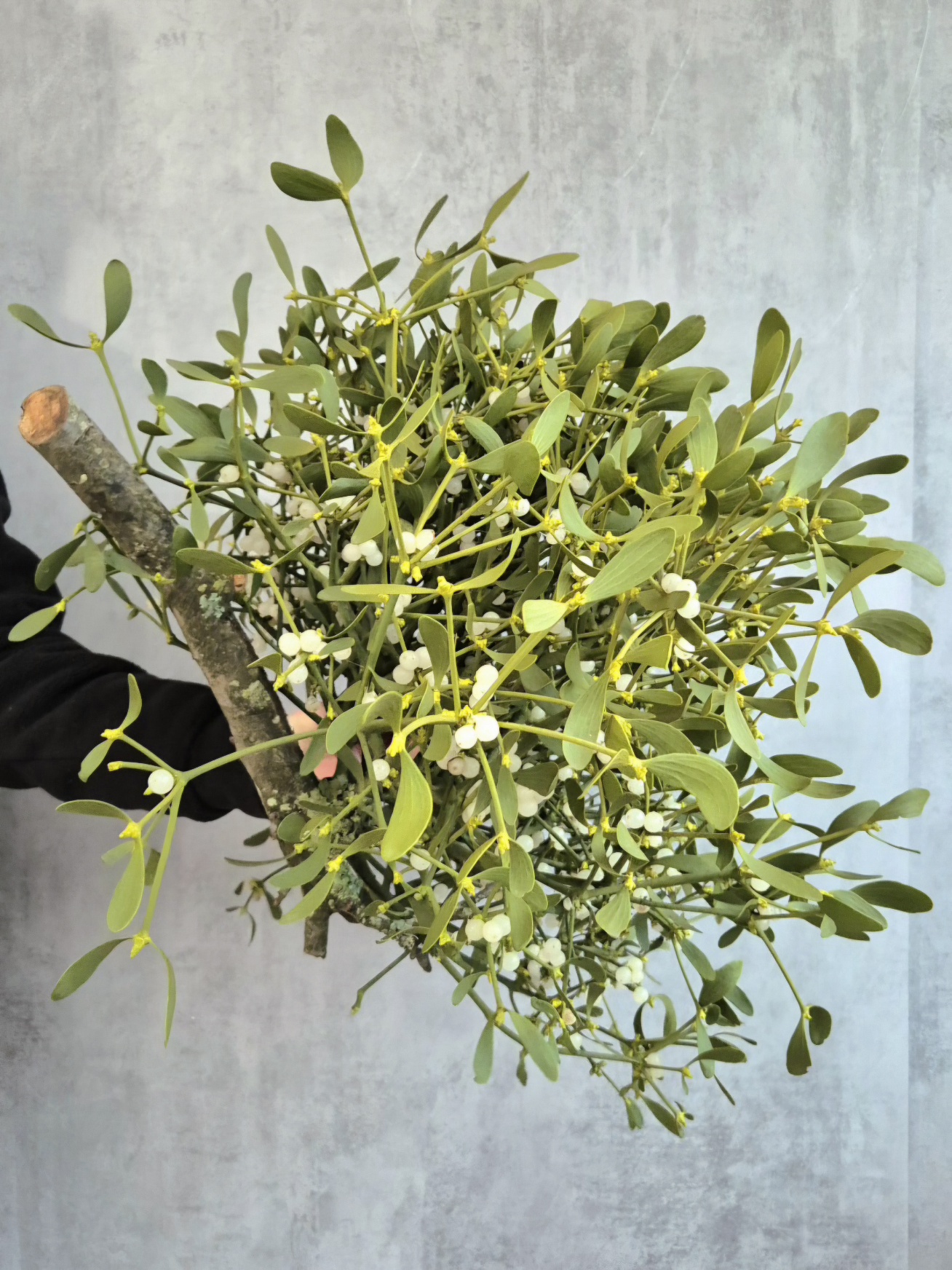 blumigo-adventskr-nze-xl-mistelkrone-tannengr-n-kranz image 3