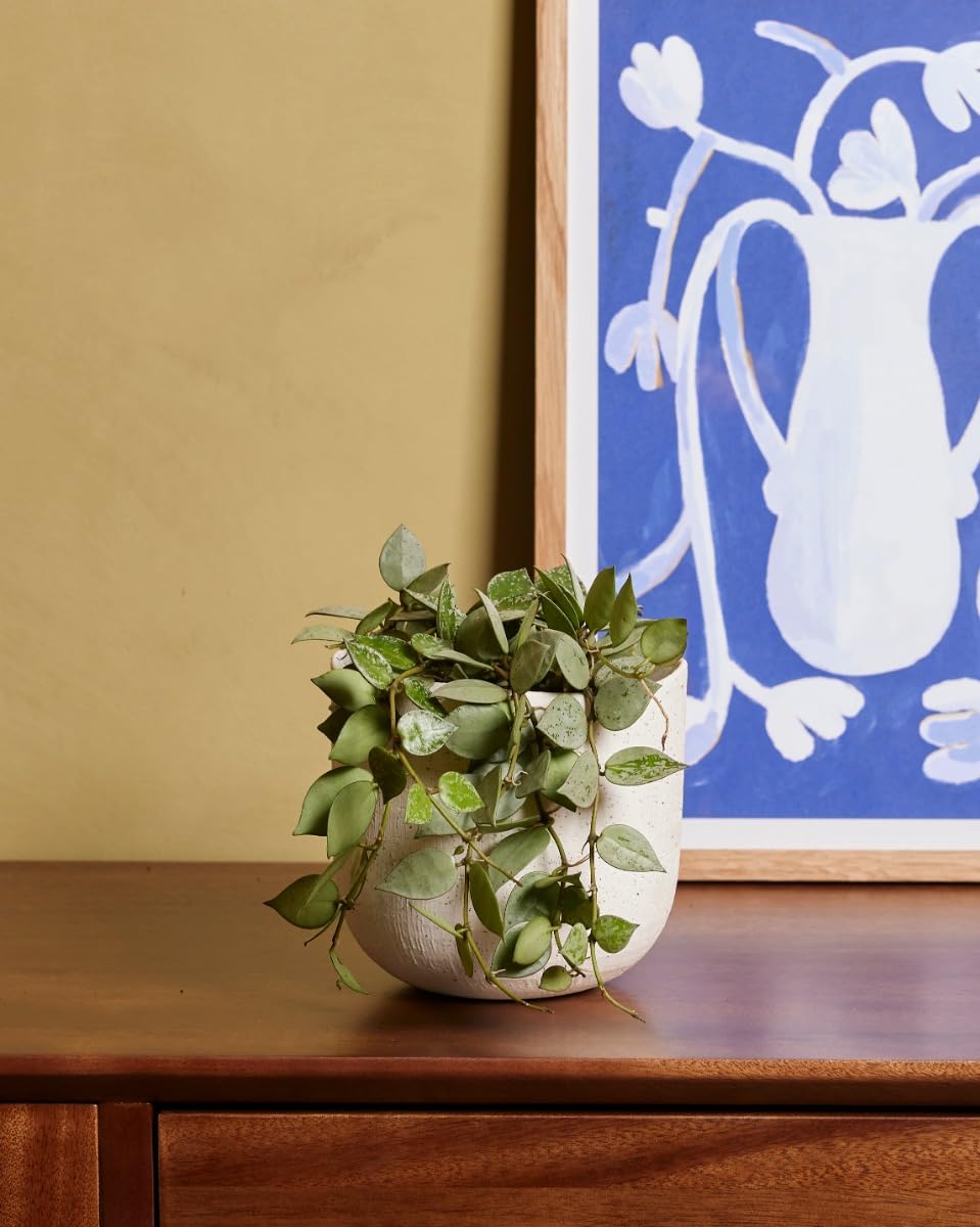 plnts-rareplnts-hoya-kroniana-eskimo-wachsblume-12cm-30cm image 5