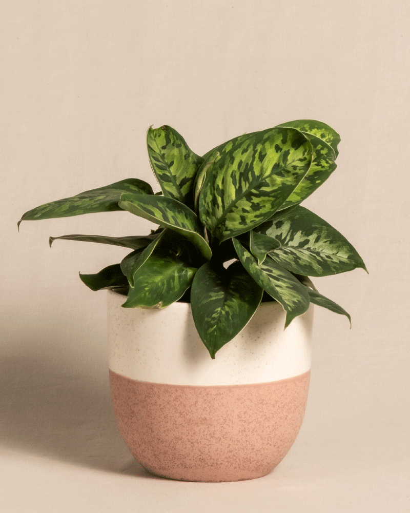 feey-variado-homalomena-camouflage-zimmerpflanze-ohne-bertopf image 5