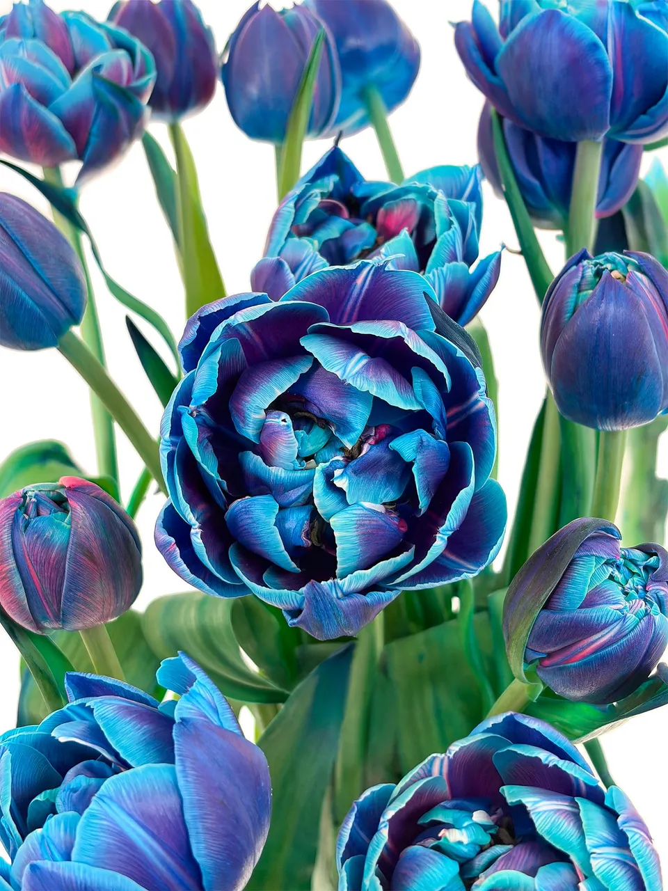 blumigo-tulpen-double-bubble-gef-llte-tulpen-blau image 1