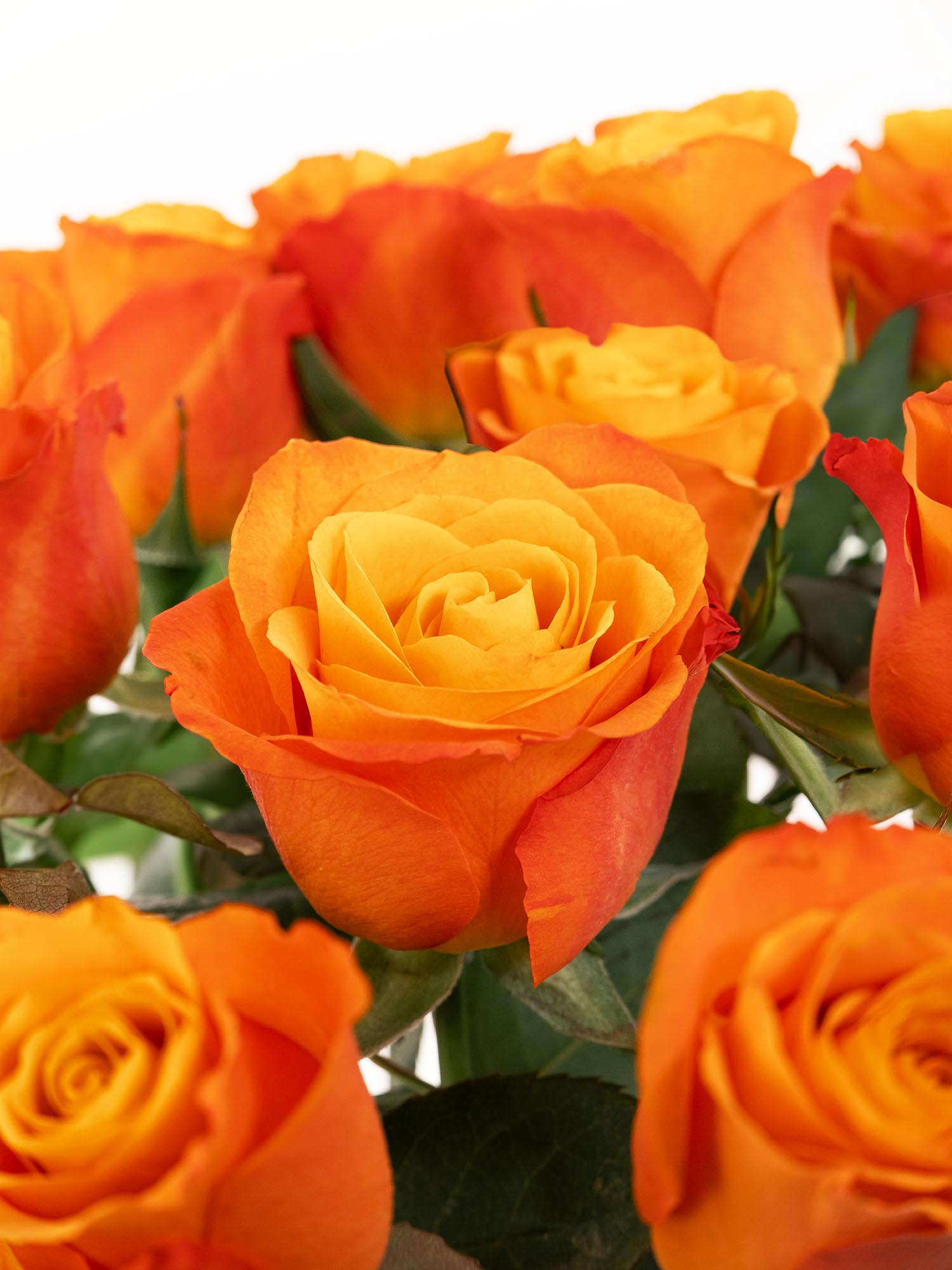 blumigo-rosen-confidental-schnittrosen-orange image 1