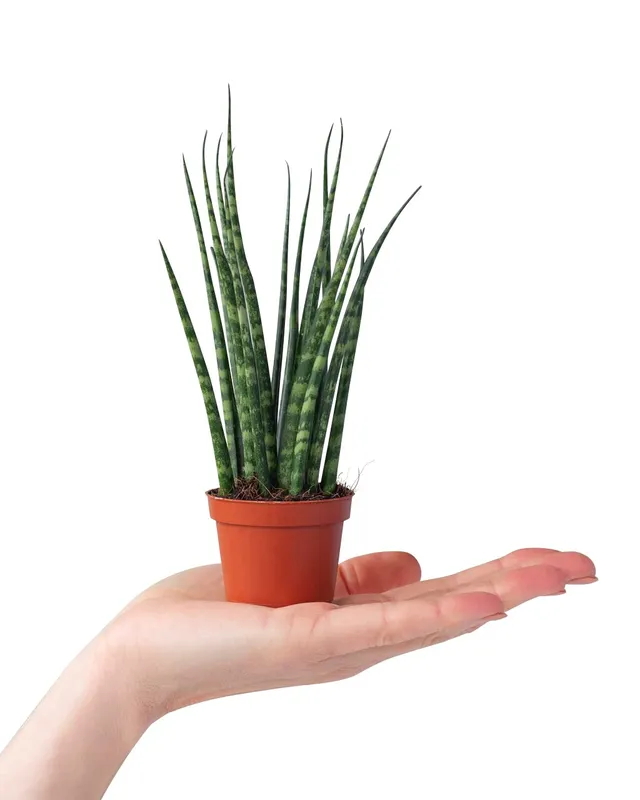 plnts-babyplnts-sansevieria-fernwood-mikado-babypflanze-15-cm image 1