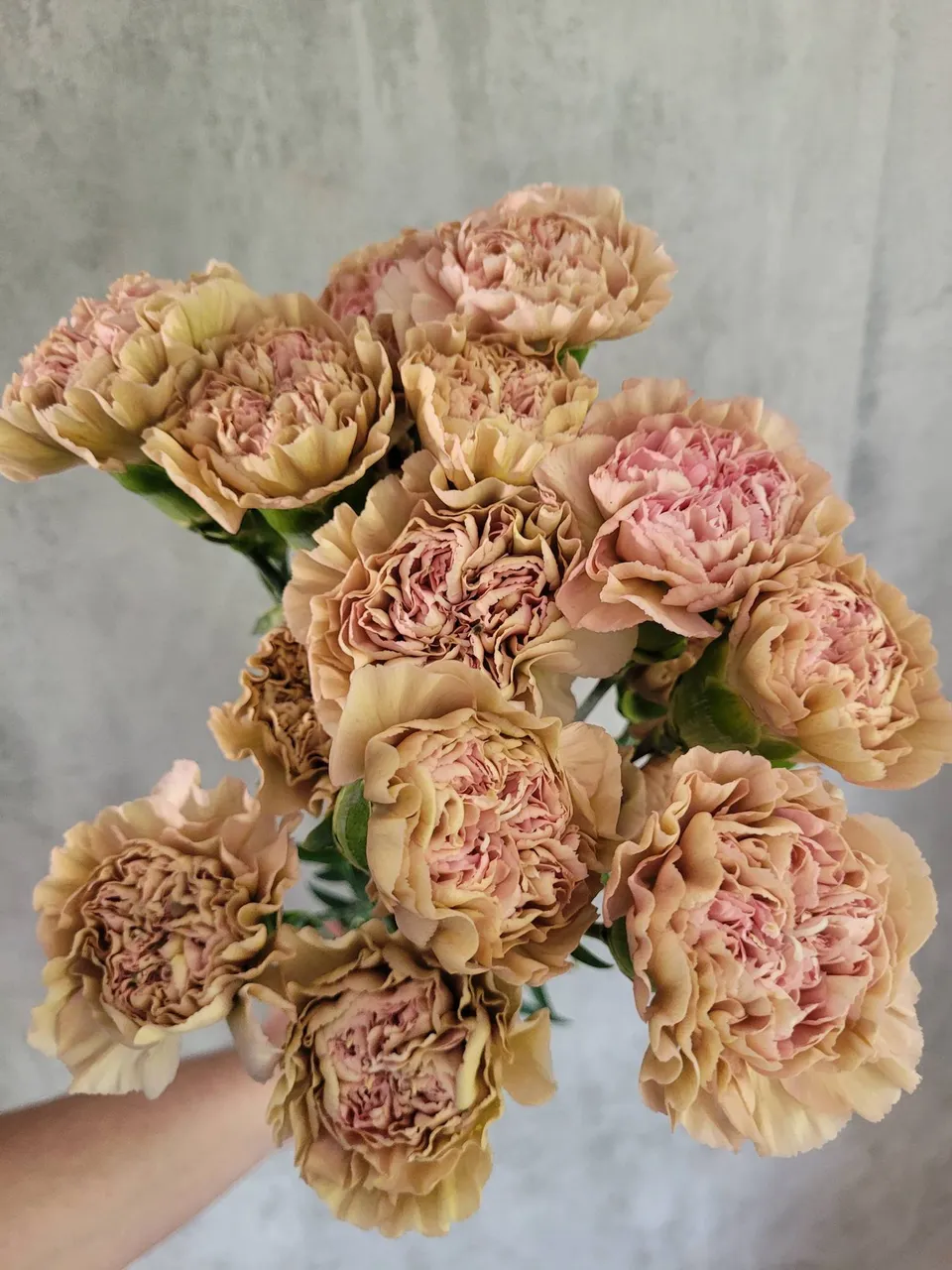 blumigo-nelken-edelnelken-lege-pink-schnittblume-alt-ros image 1