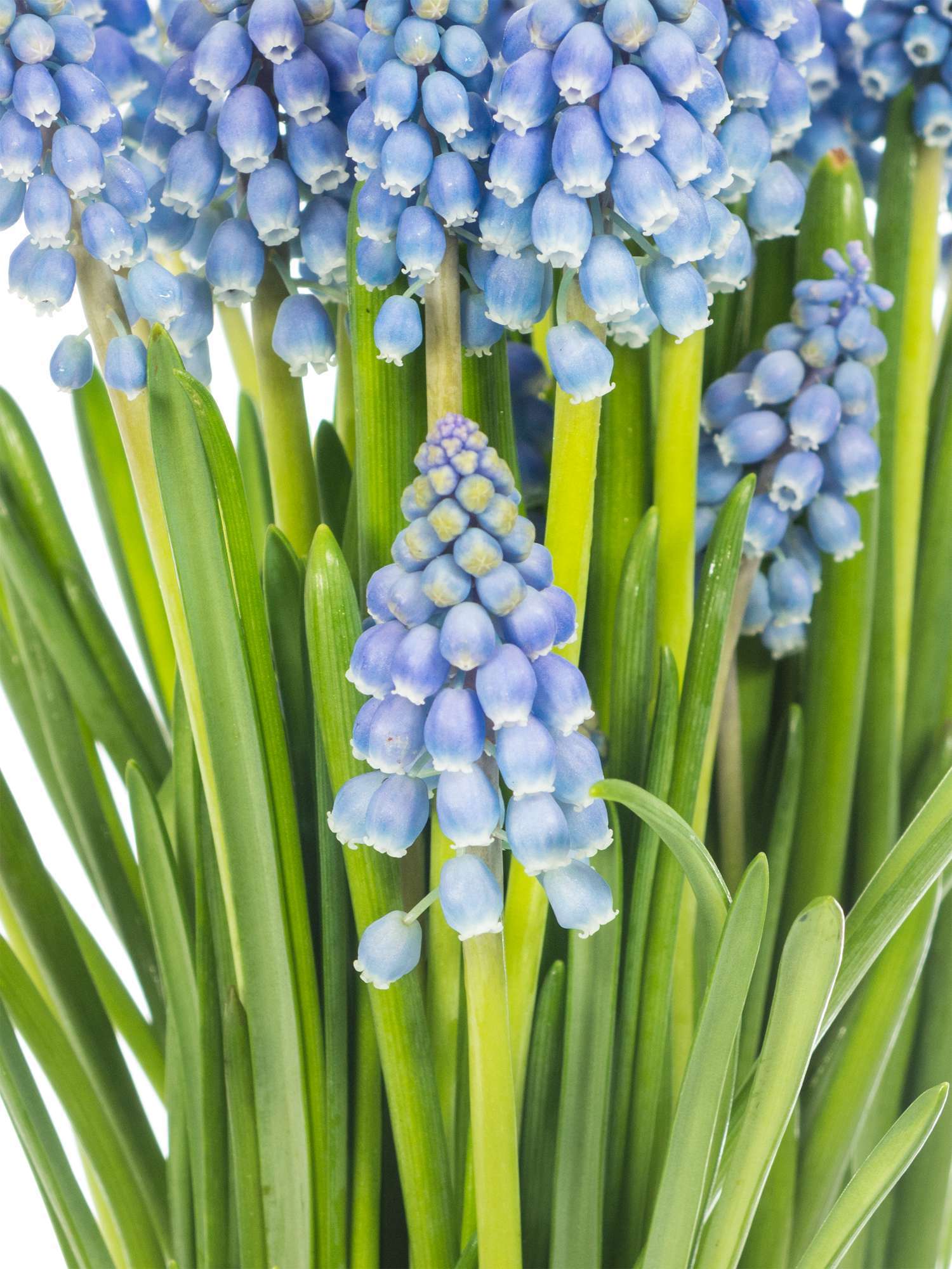 blumigo-fr-hlingsknollen-muscari-armeniacum-blaue-traubenhyazinthen-stiel image 2