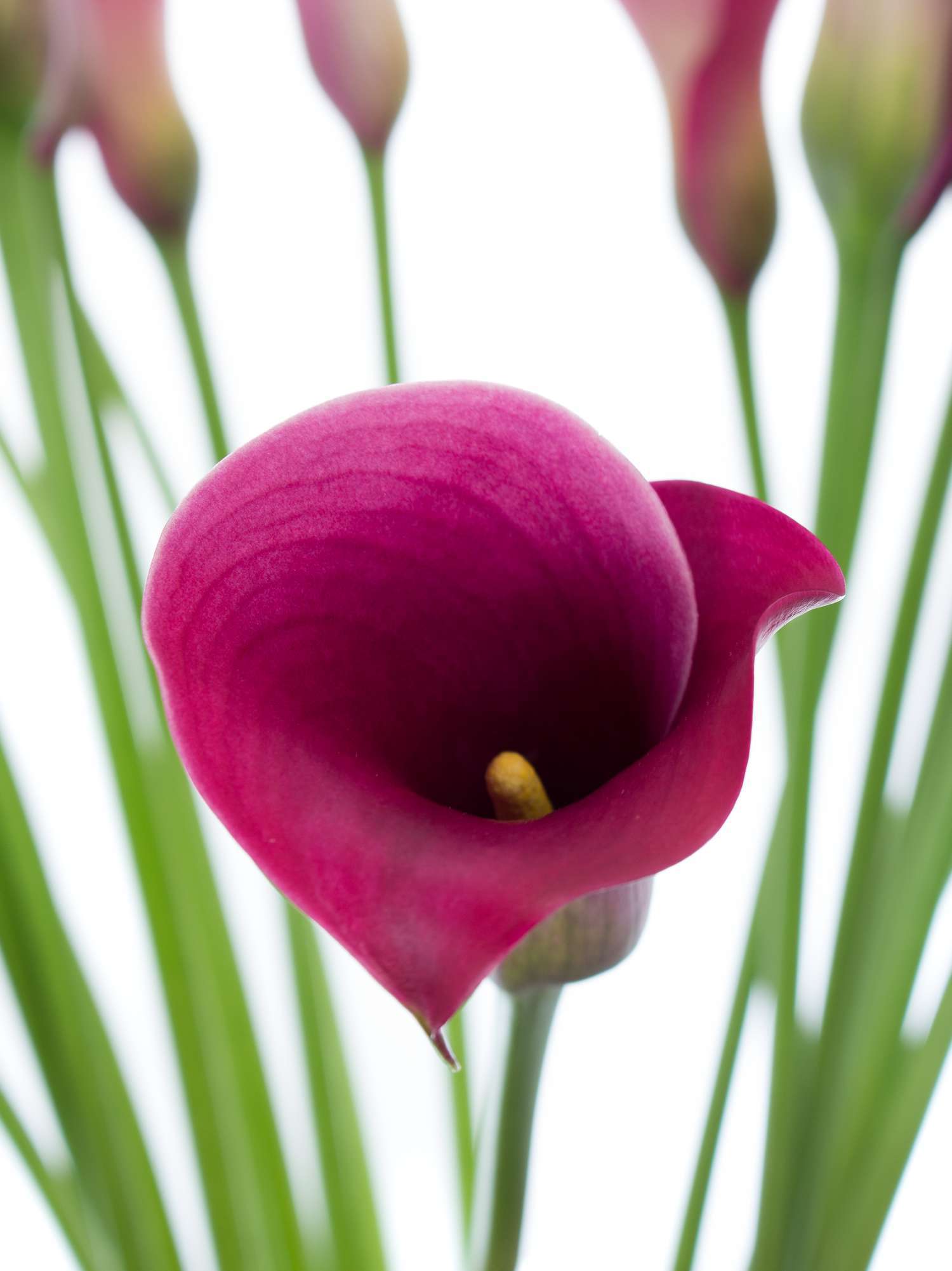 blumigo-calla-captain-promise-schnittblume-aubergine image 2