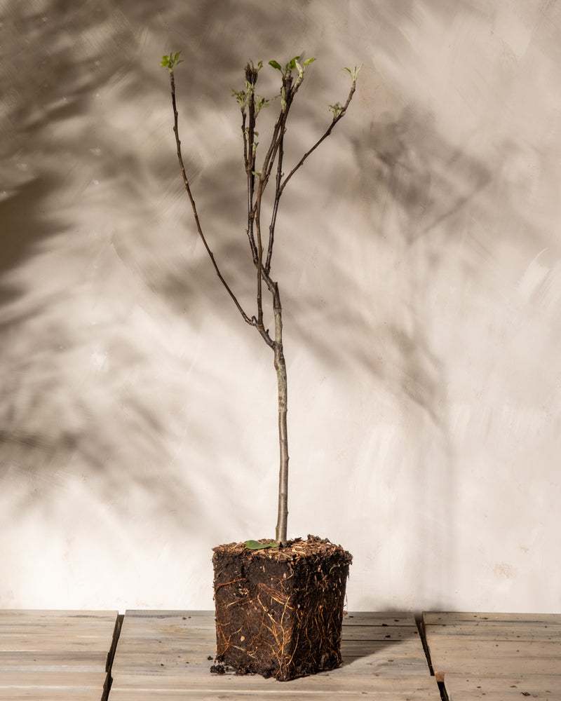 feey-amsterdam-malus-domestica-braeburn-patio-apfelbaum-essbar image 3