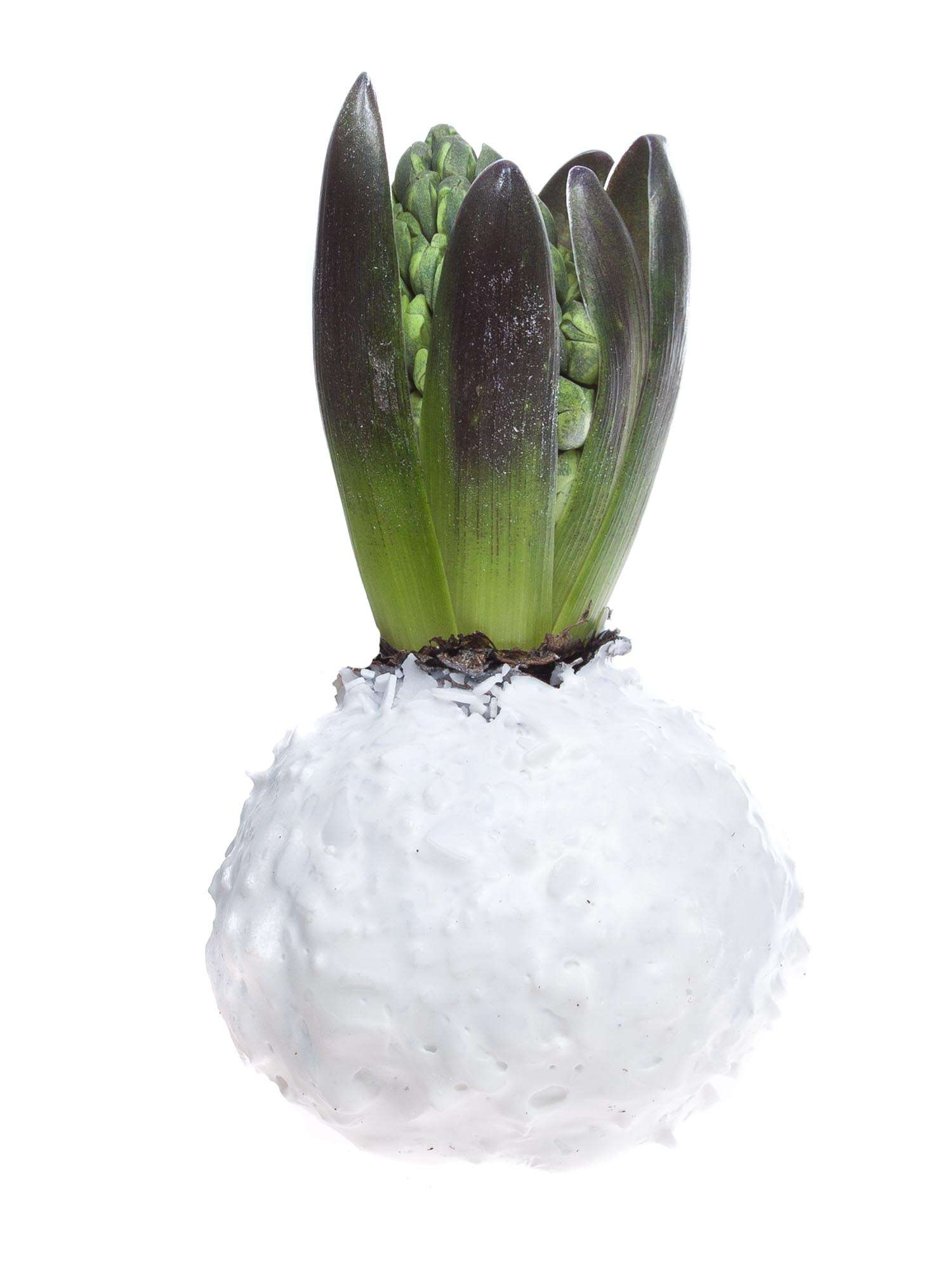 blumigo-fr-hlingsknollen-hyazinthenknollen-wei-mit-flocken image 2