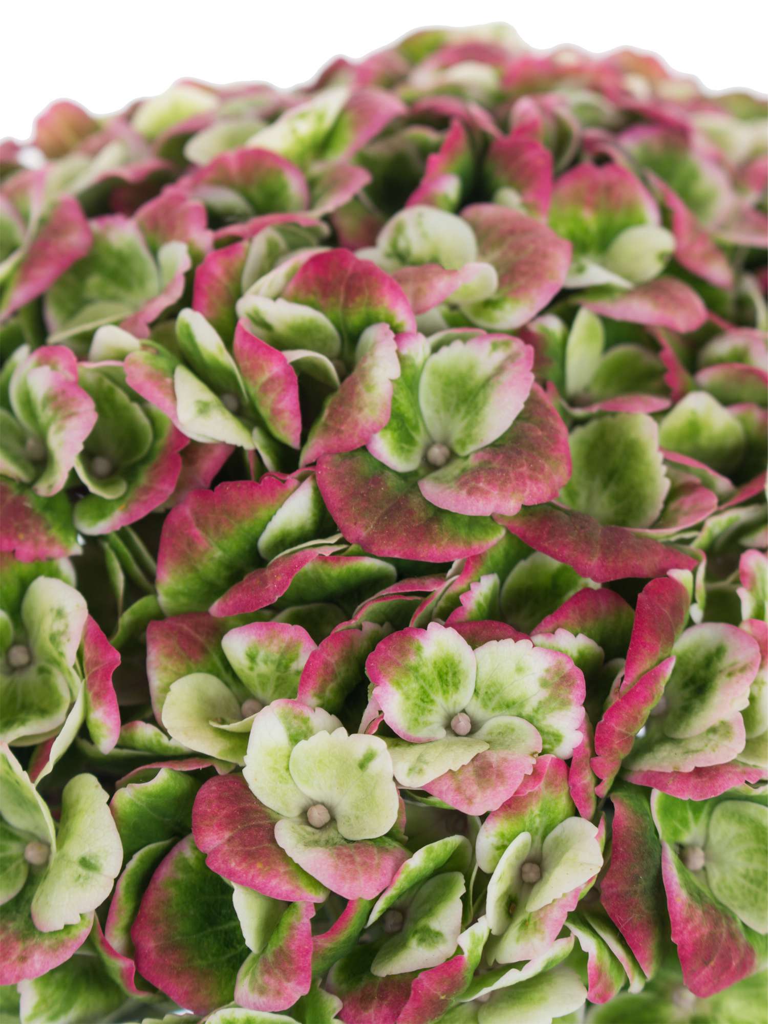 blumigo-revolution-classic-hortensie-gr-n-rot-gro-blumig image 3