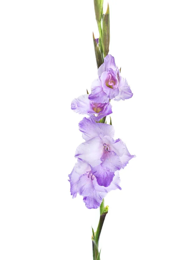 blumigo-gladiolen-milka-schnittblumen-hell-violett image 1