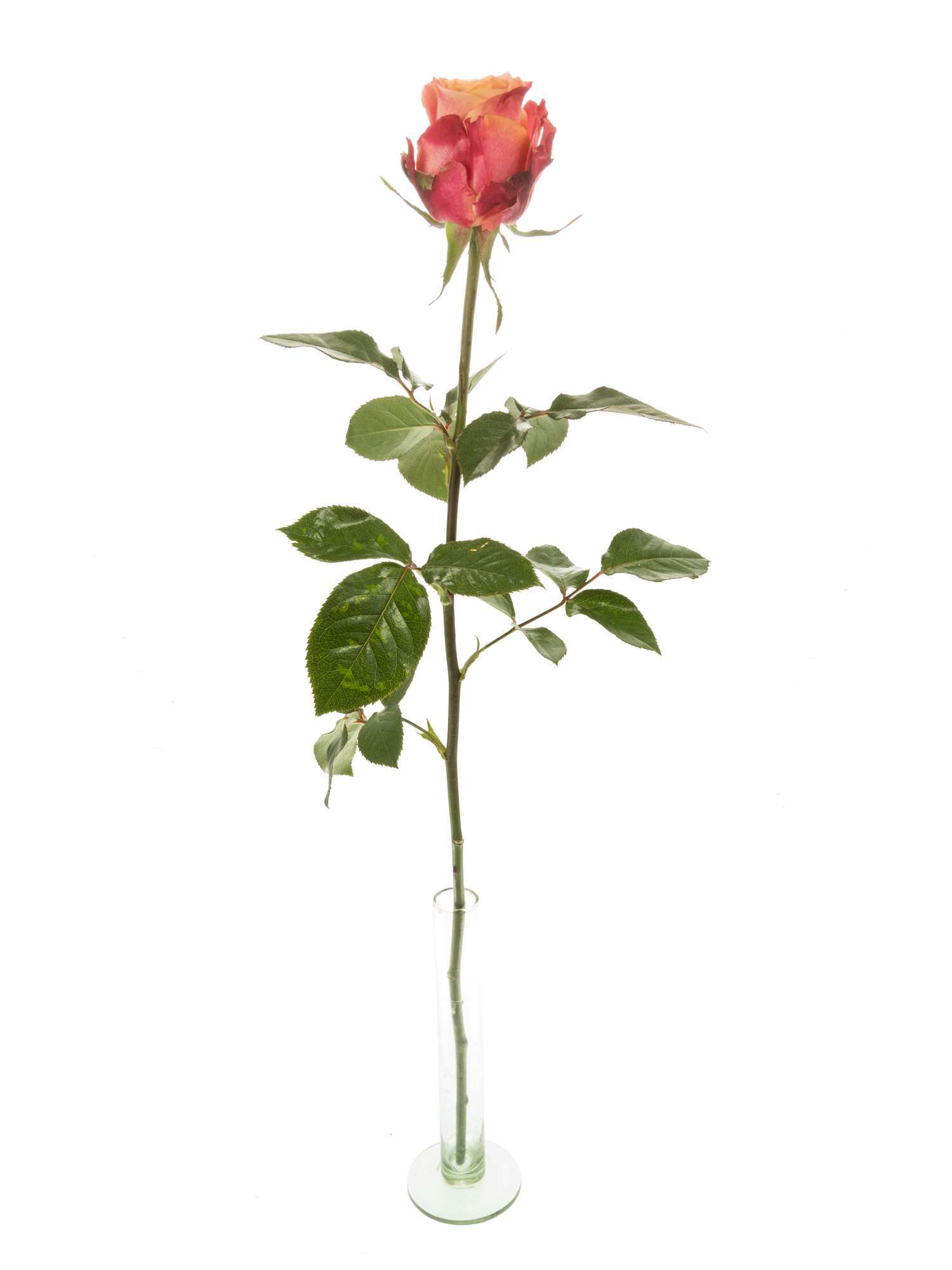 blumigo-rosen-3d-rose-gelb-rot-einzelstiel-zweifarbig image 3